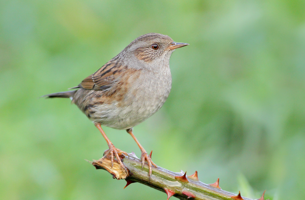 Dunnock