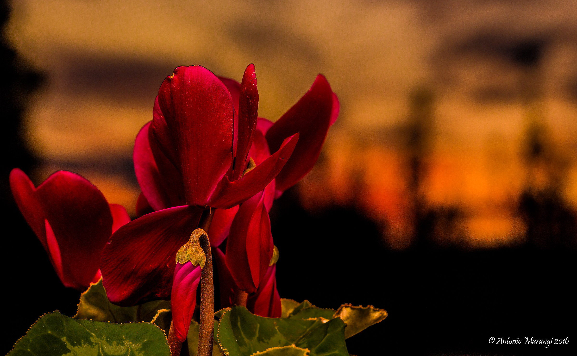 just a cyclamen at sunset