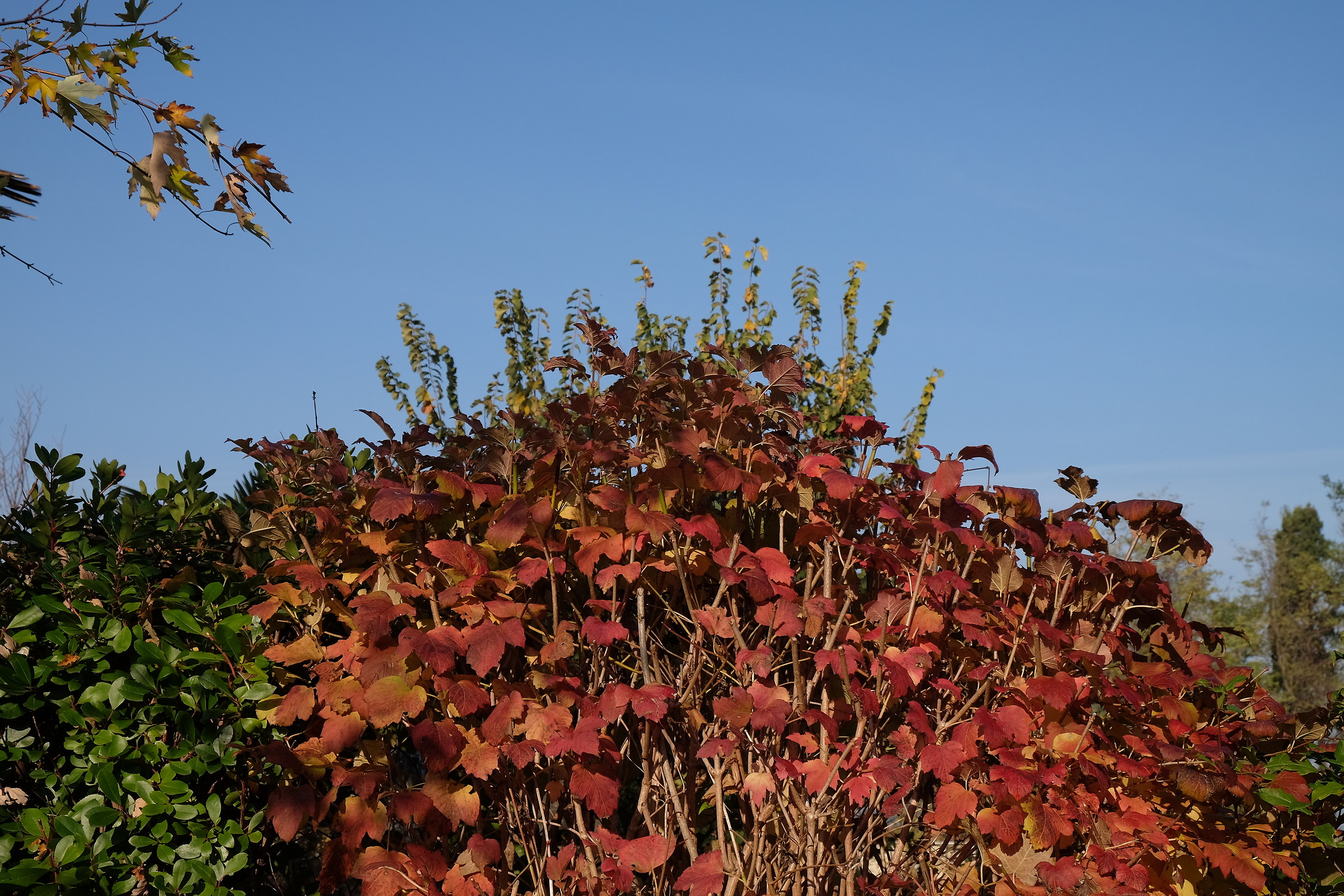 prova foto fuji xt-1 vs nikon d7200