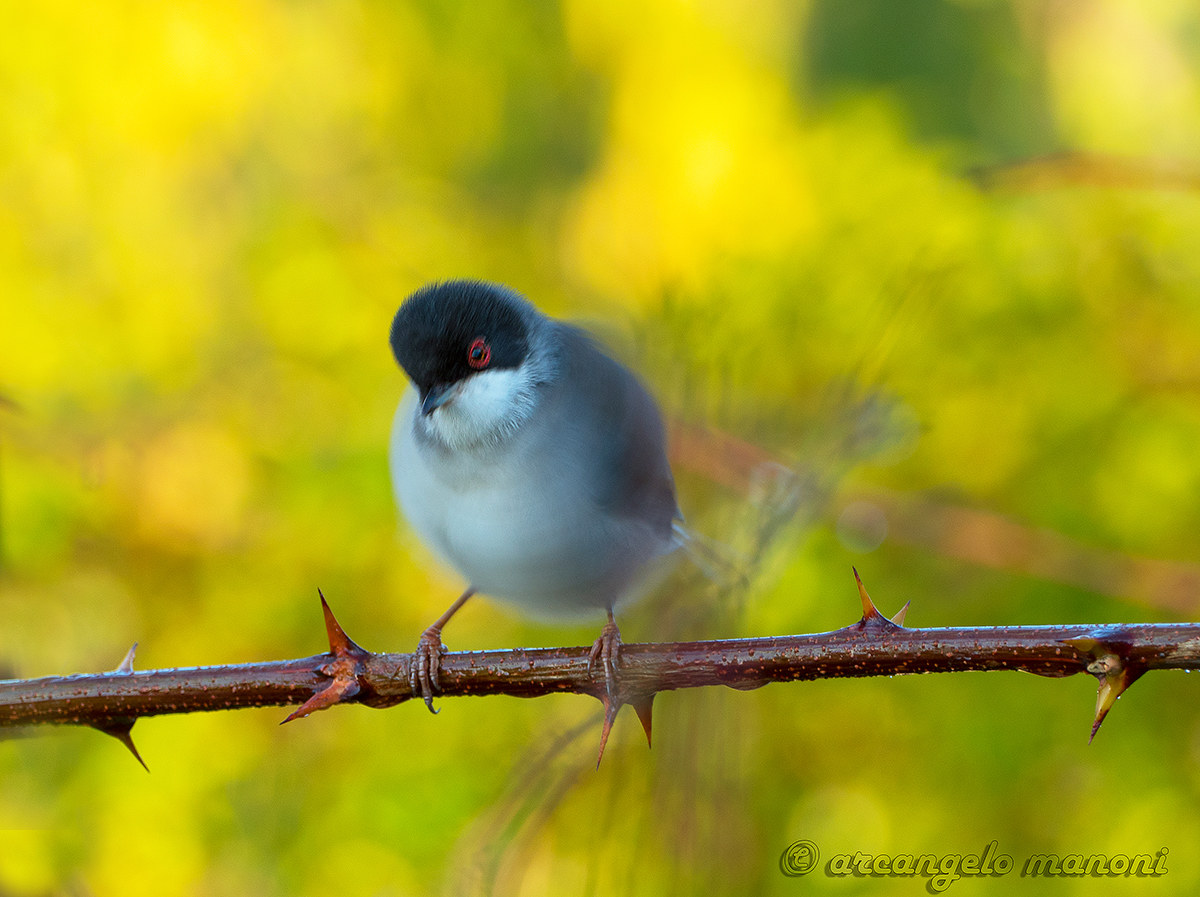 Occhiocottobatuffolo