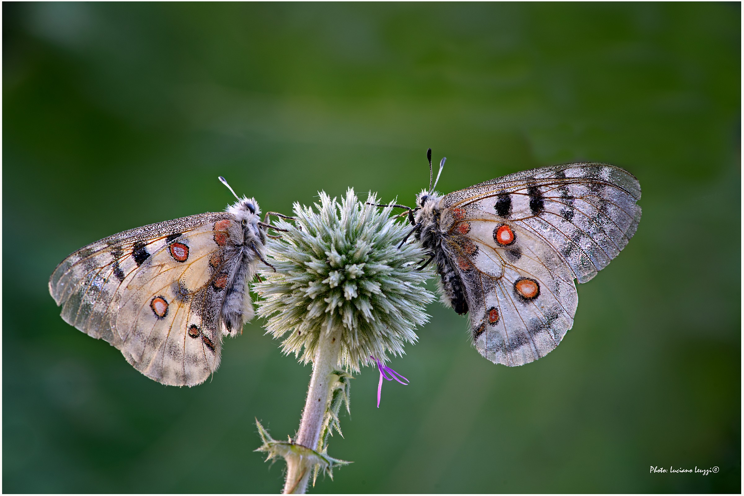 Parnassius apollo two