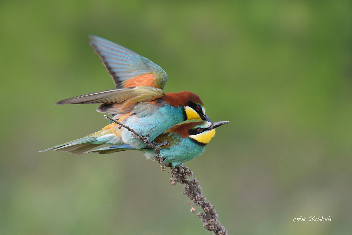 Cloache in fermento...