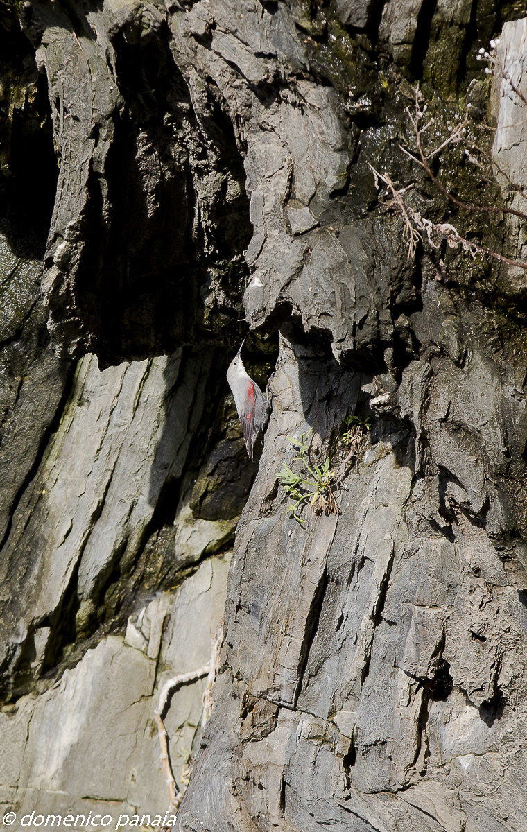 wallcreeper supercrop