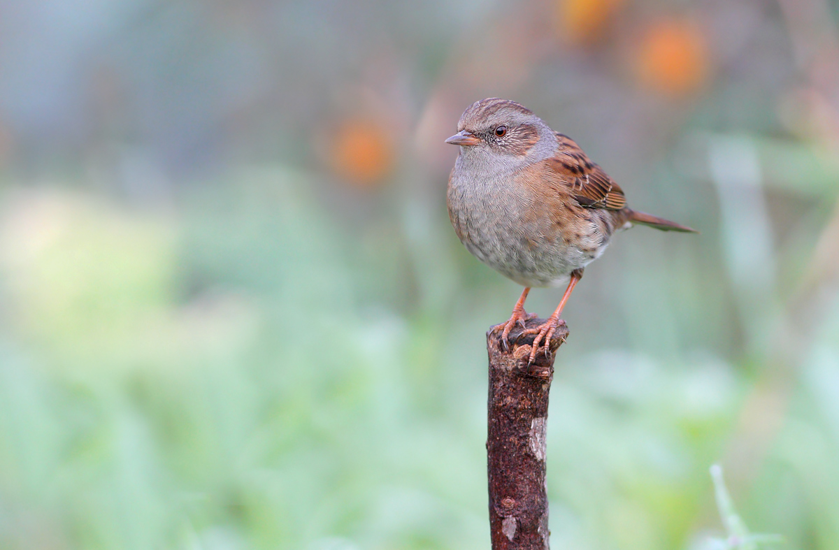 Dunnock