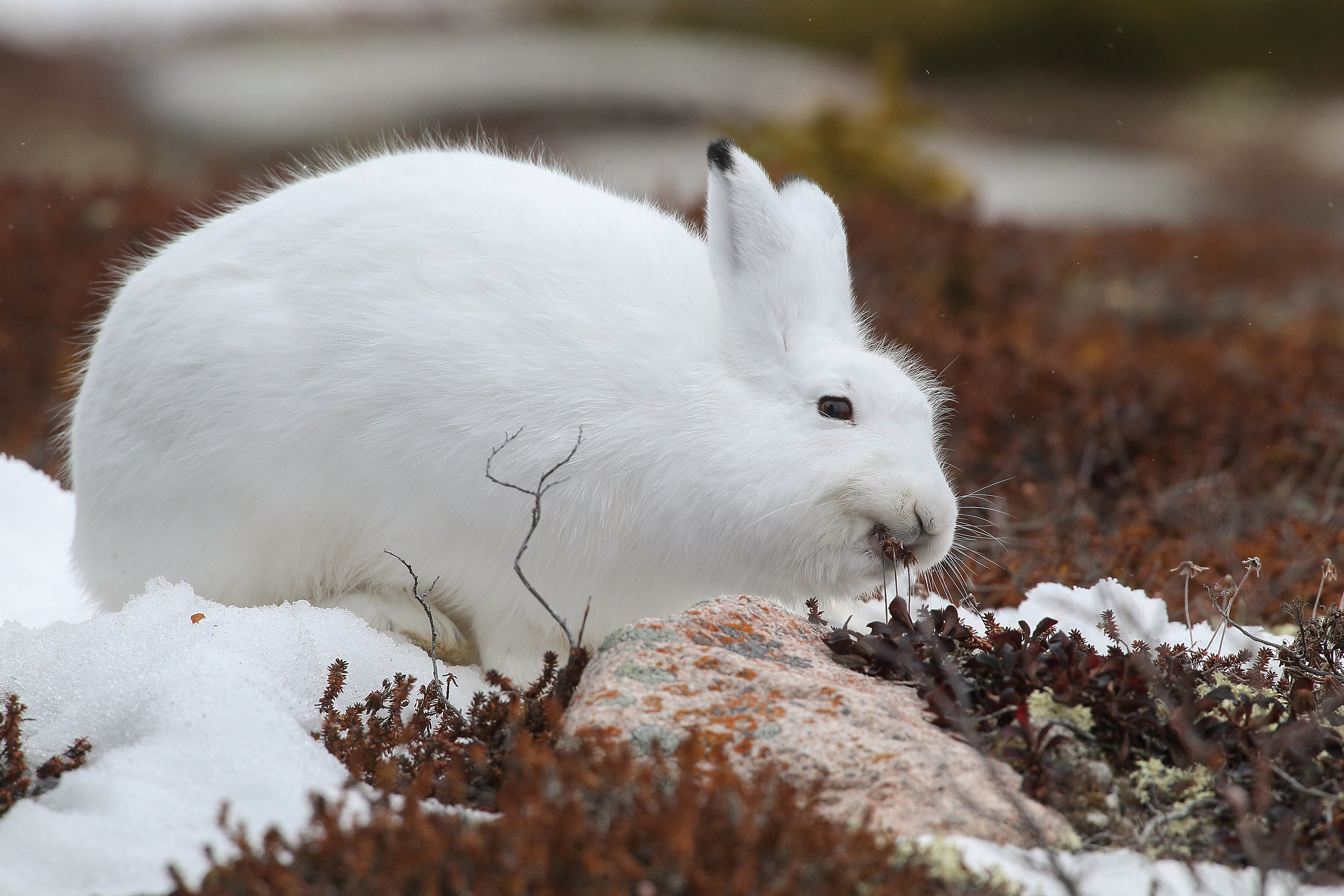 Arctic hare