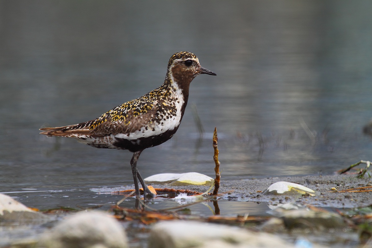 Piviere dorato in abito estivo