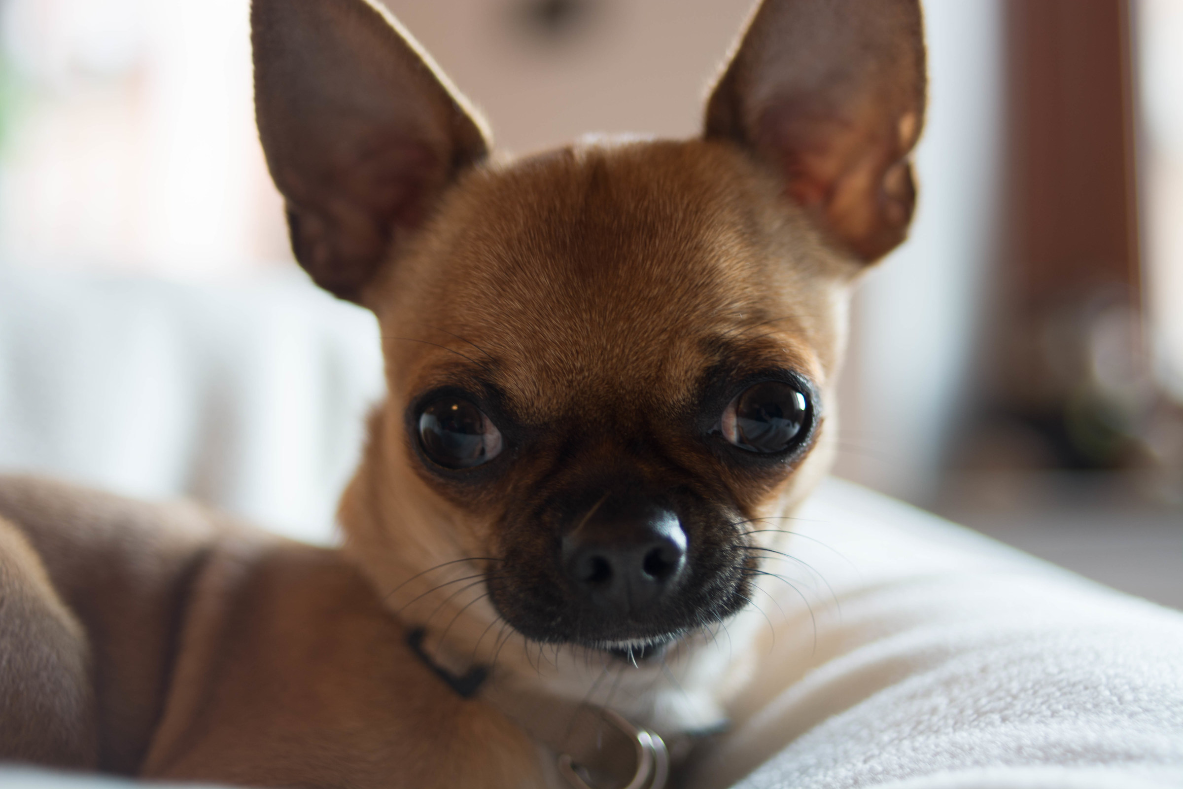 Alvin the Chiuahua 01