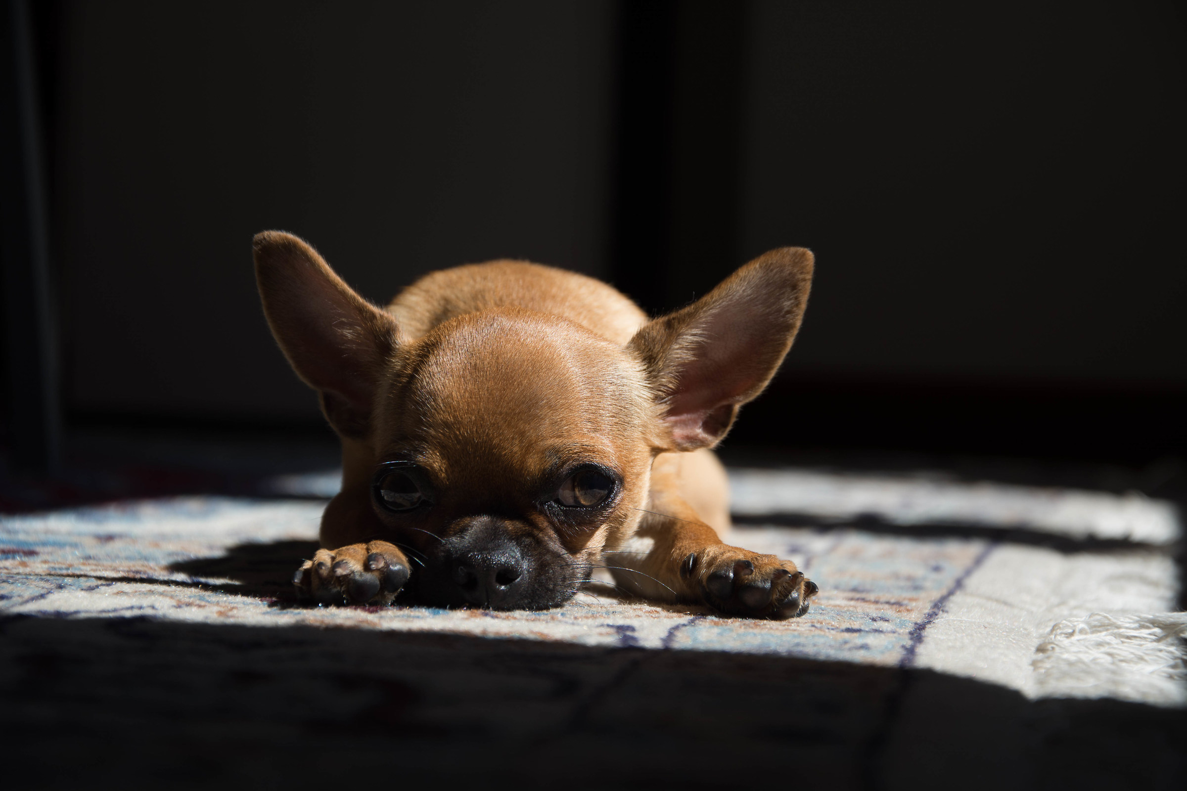 Alvin the Chiuahua 02