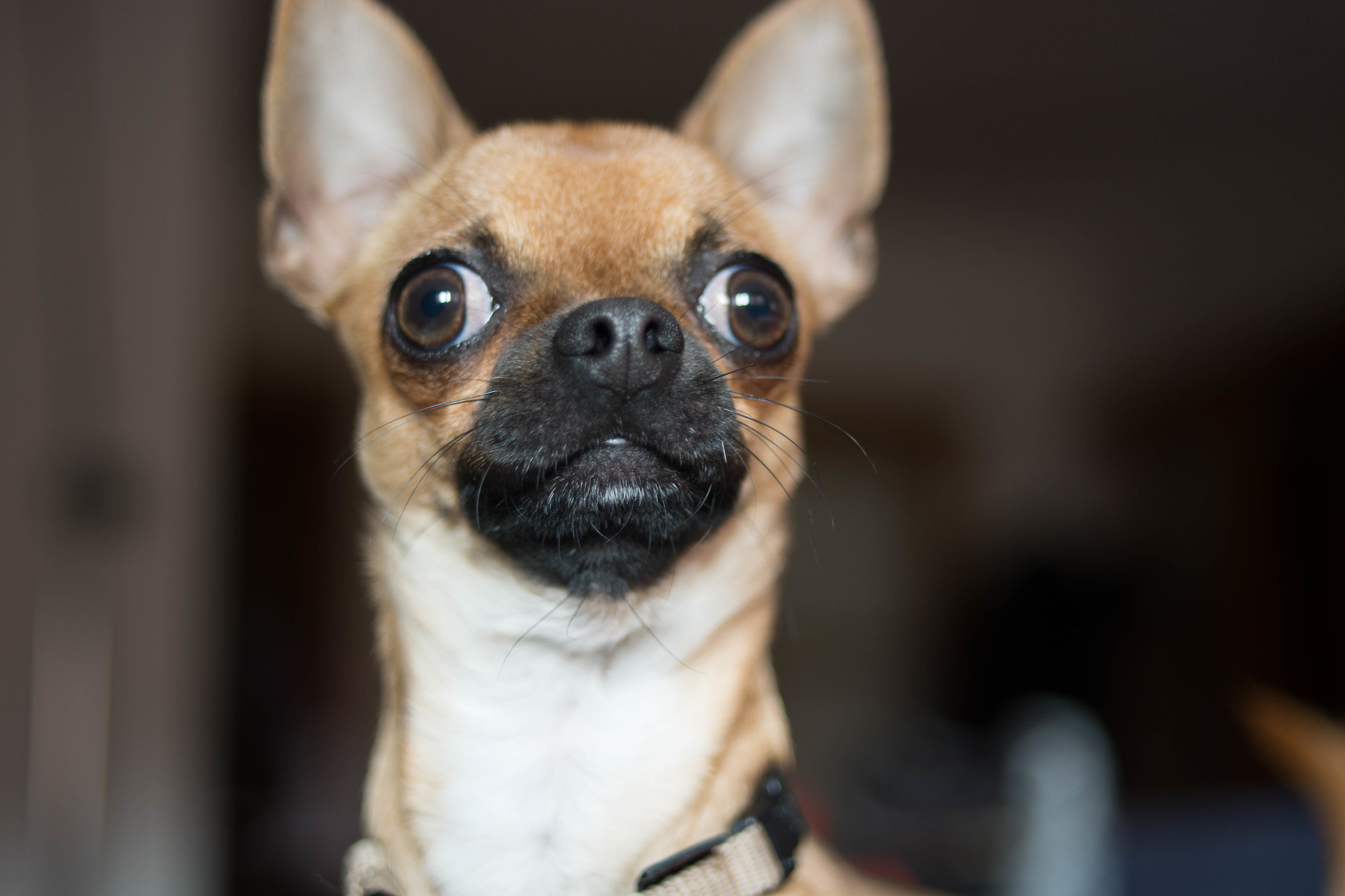 Alvin the Chiuahua 03