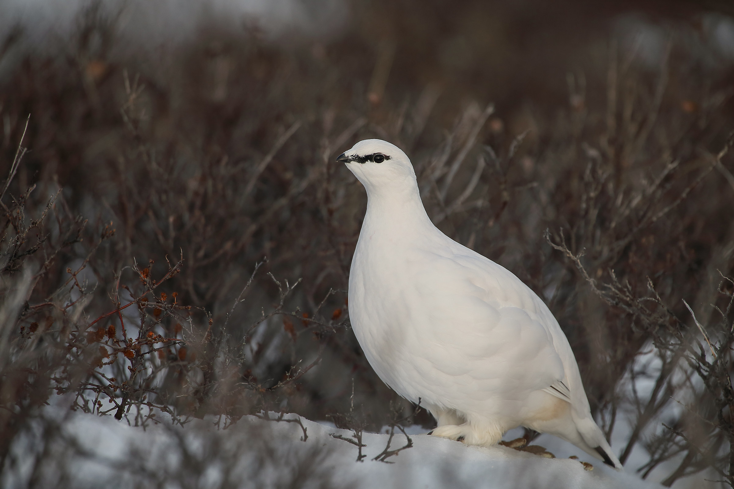 ptarmigan