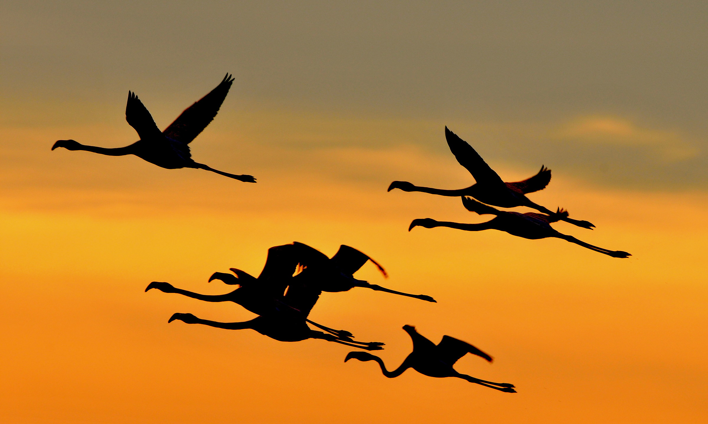 flamingos in flight
