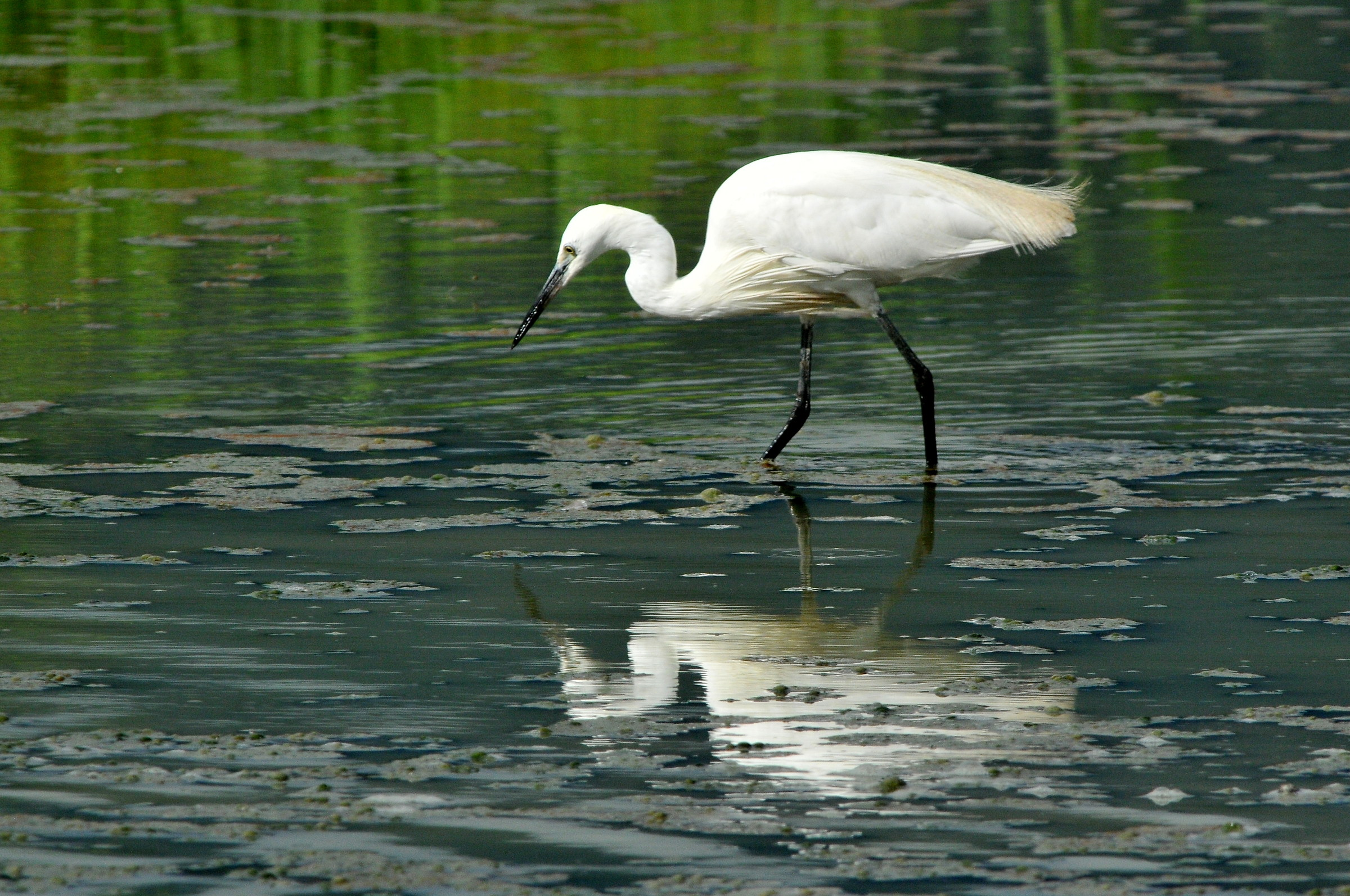 Egret "ouster"