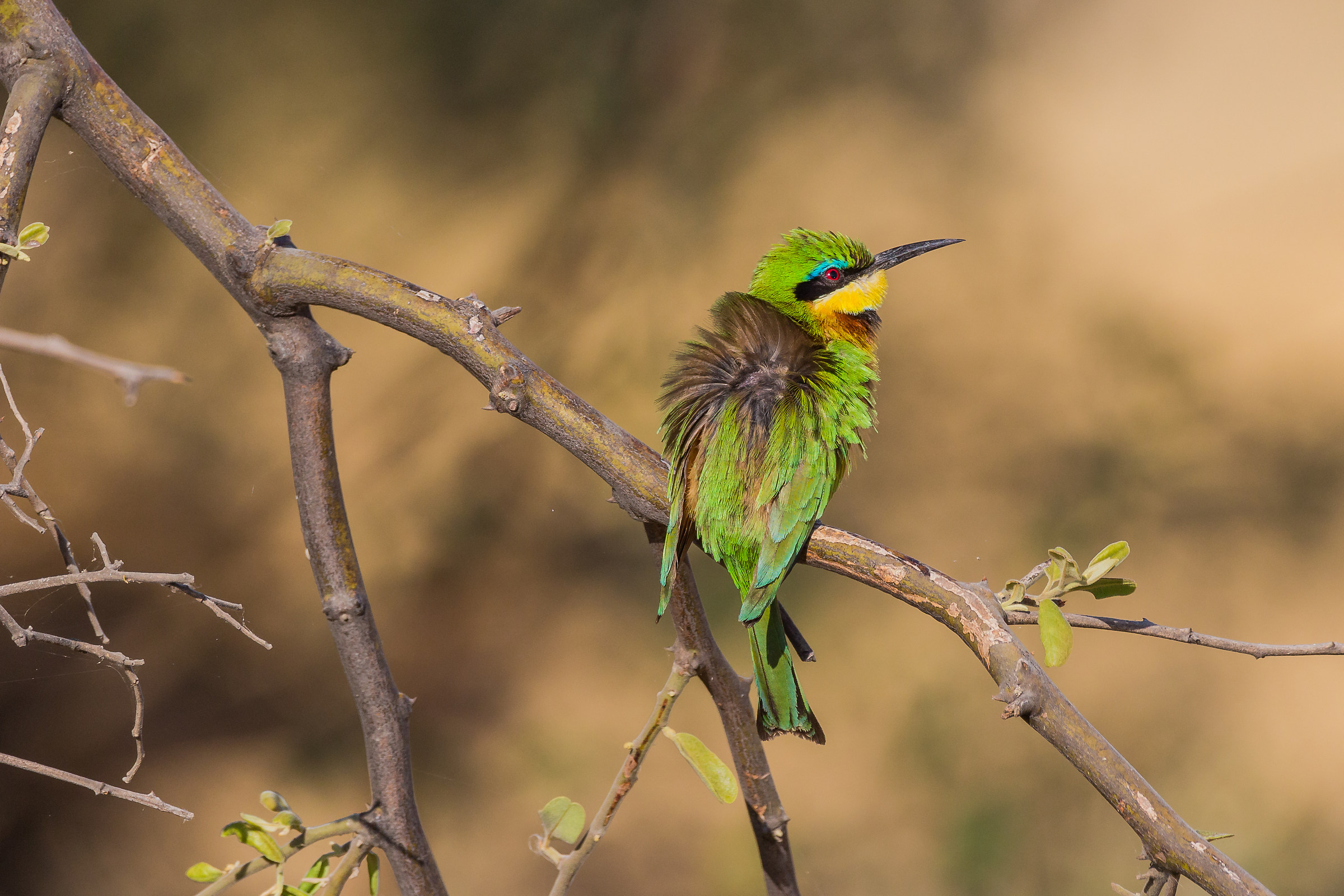 The colors of the bee-eater