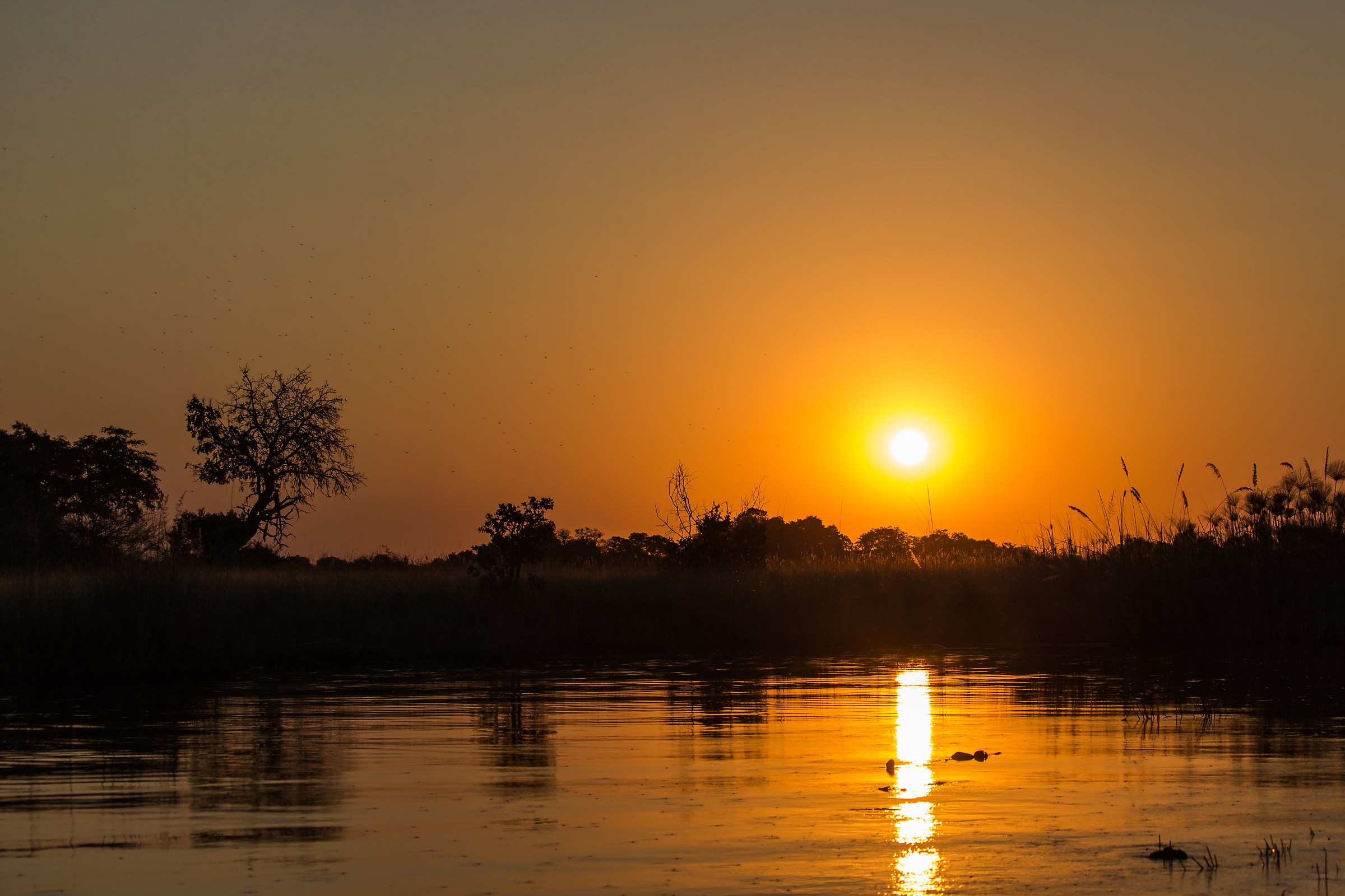 The incredible Delta