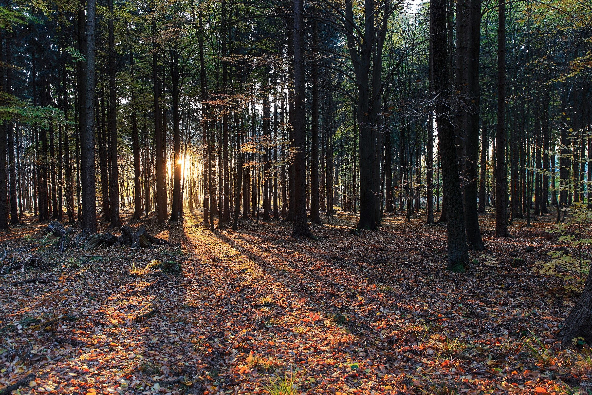 the carpet of confetti (2)