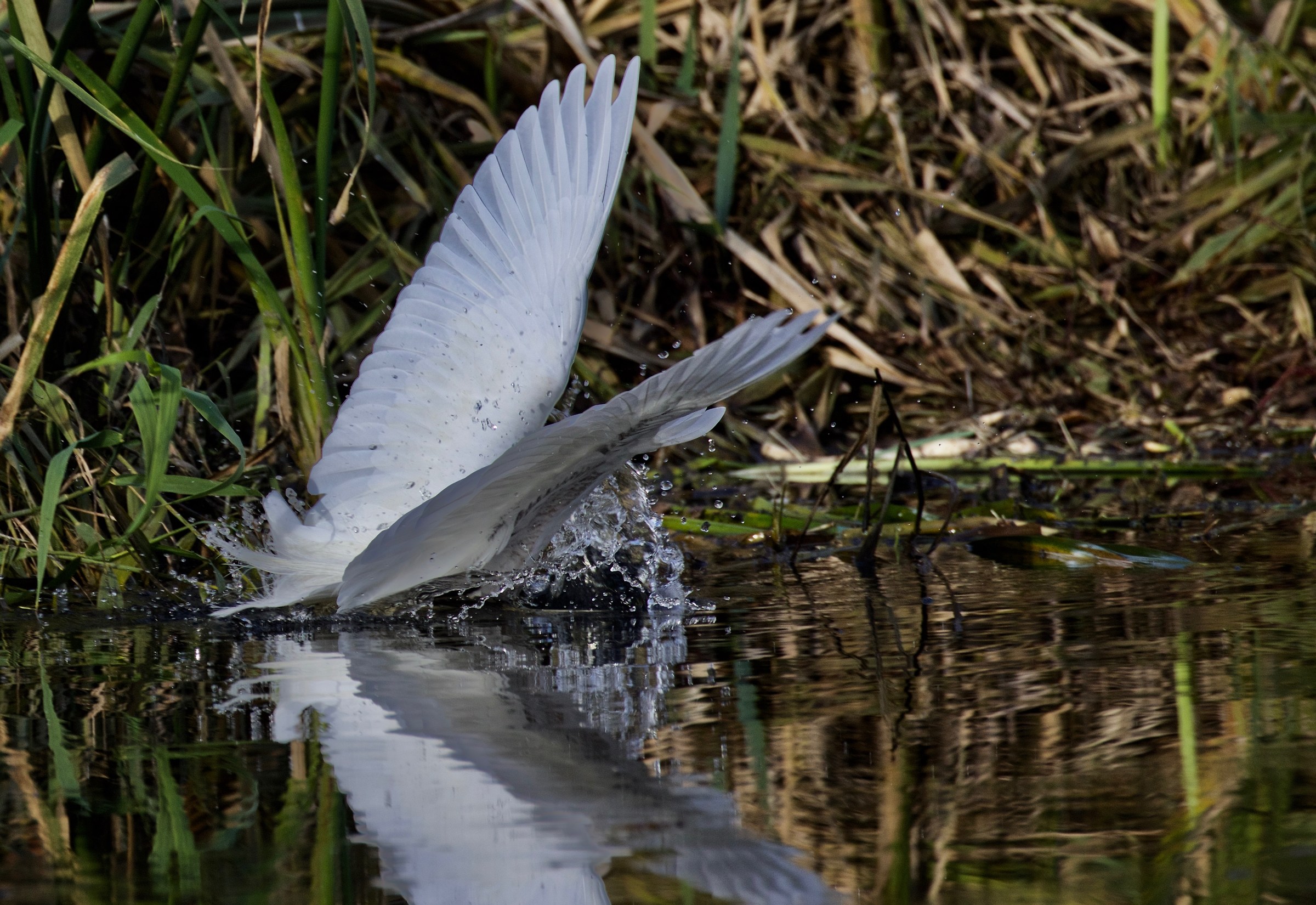 the wings of a butterfly