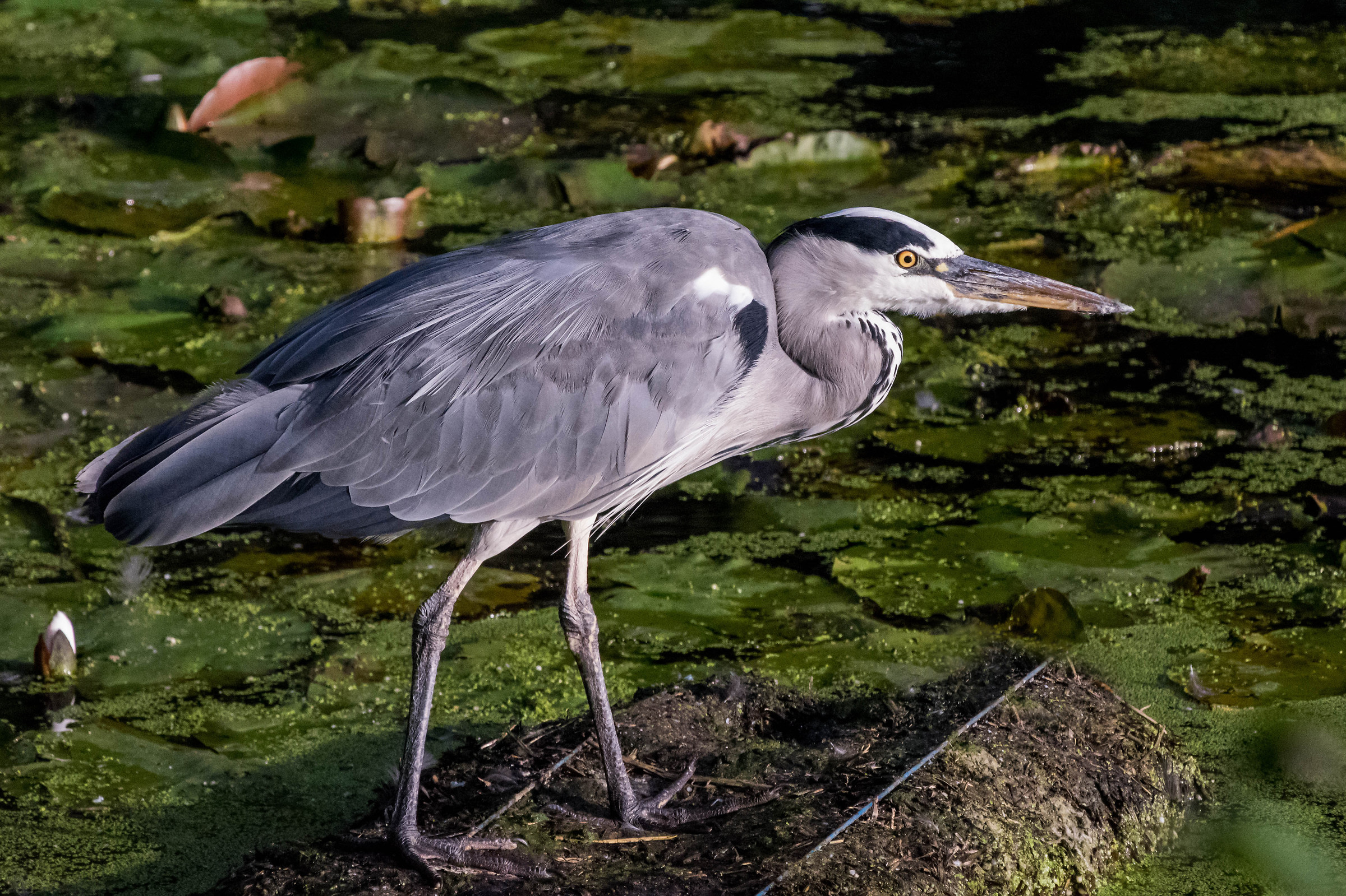 Grey Heron