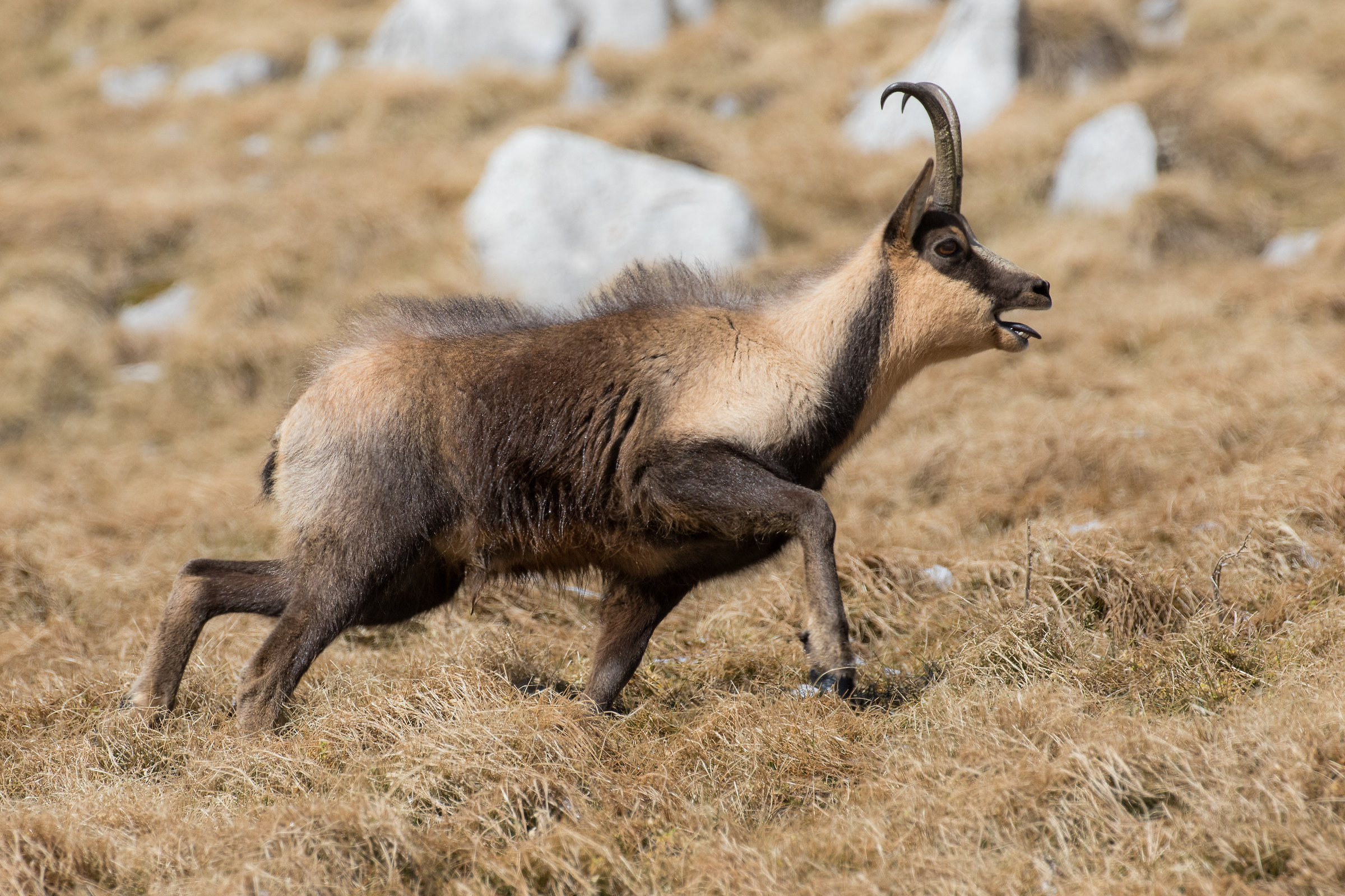 Rupicapra rupicapra infoiatus