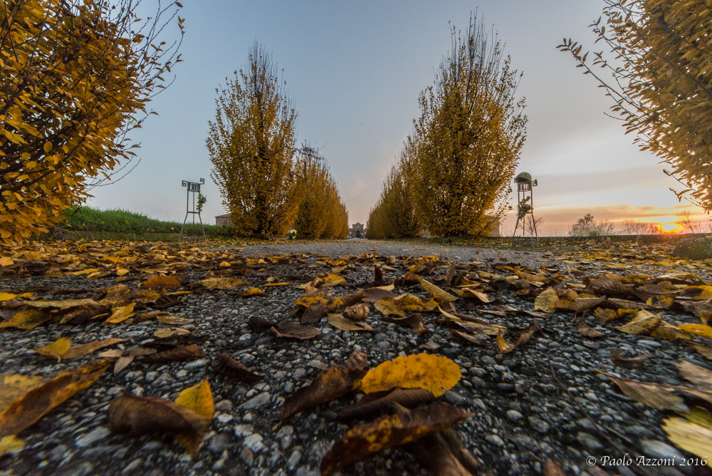 Gli alberi, le foglie, il sole e manca il temporale