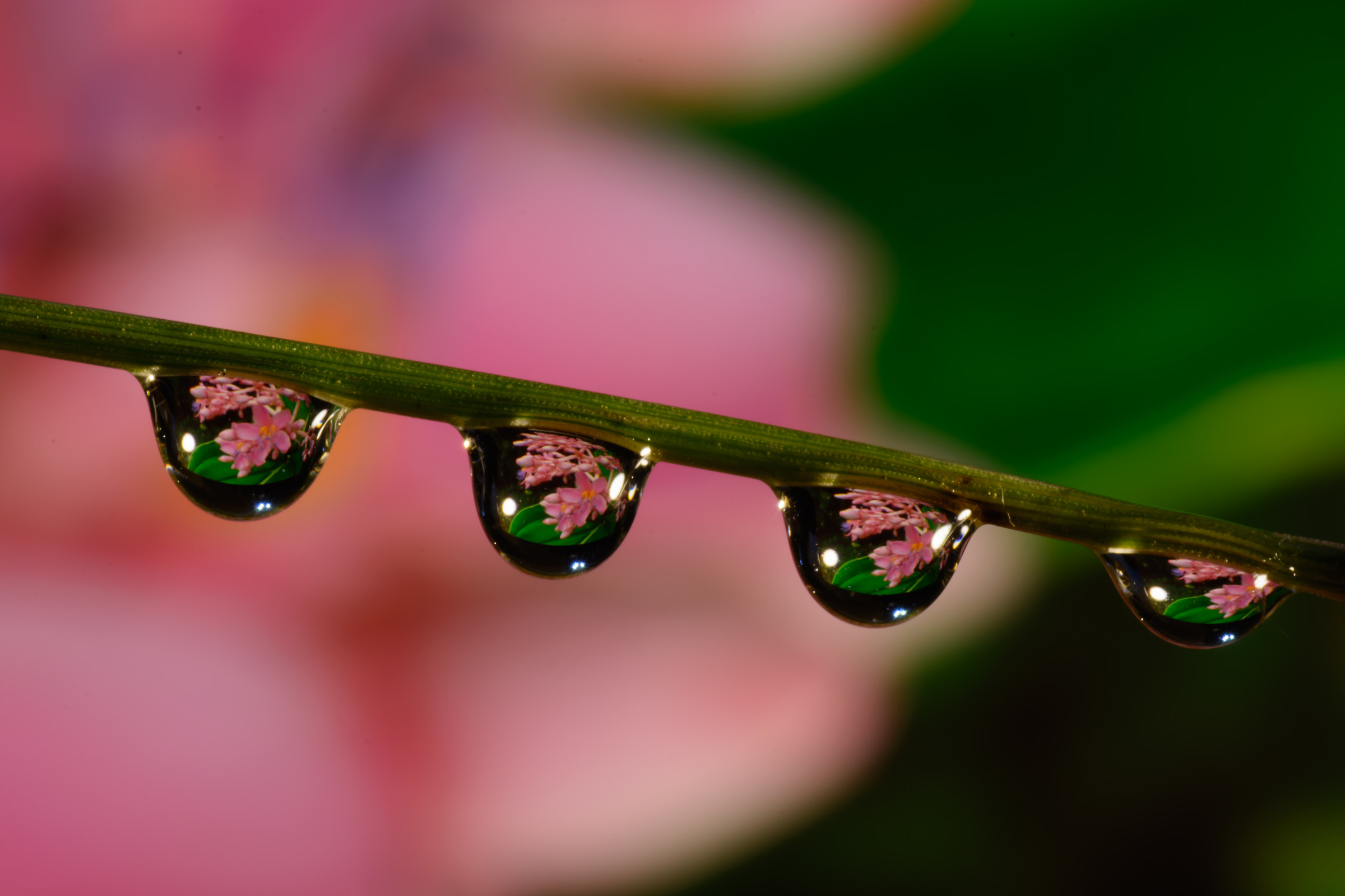 flower in the drop