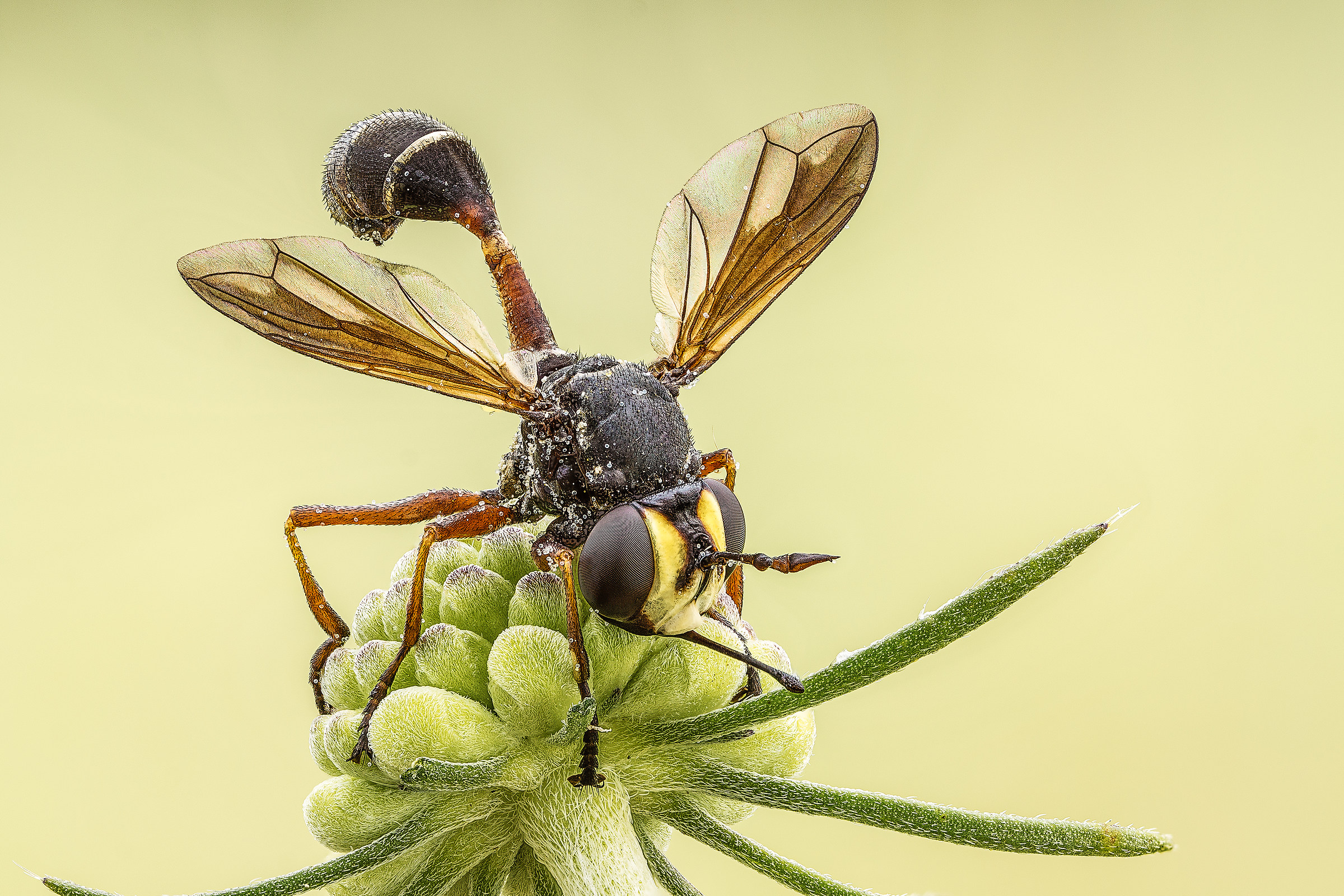 Physocephala rufipes