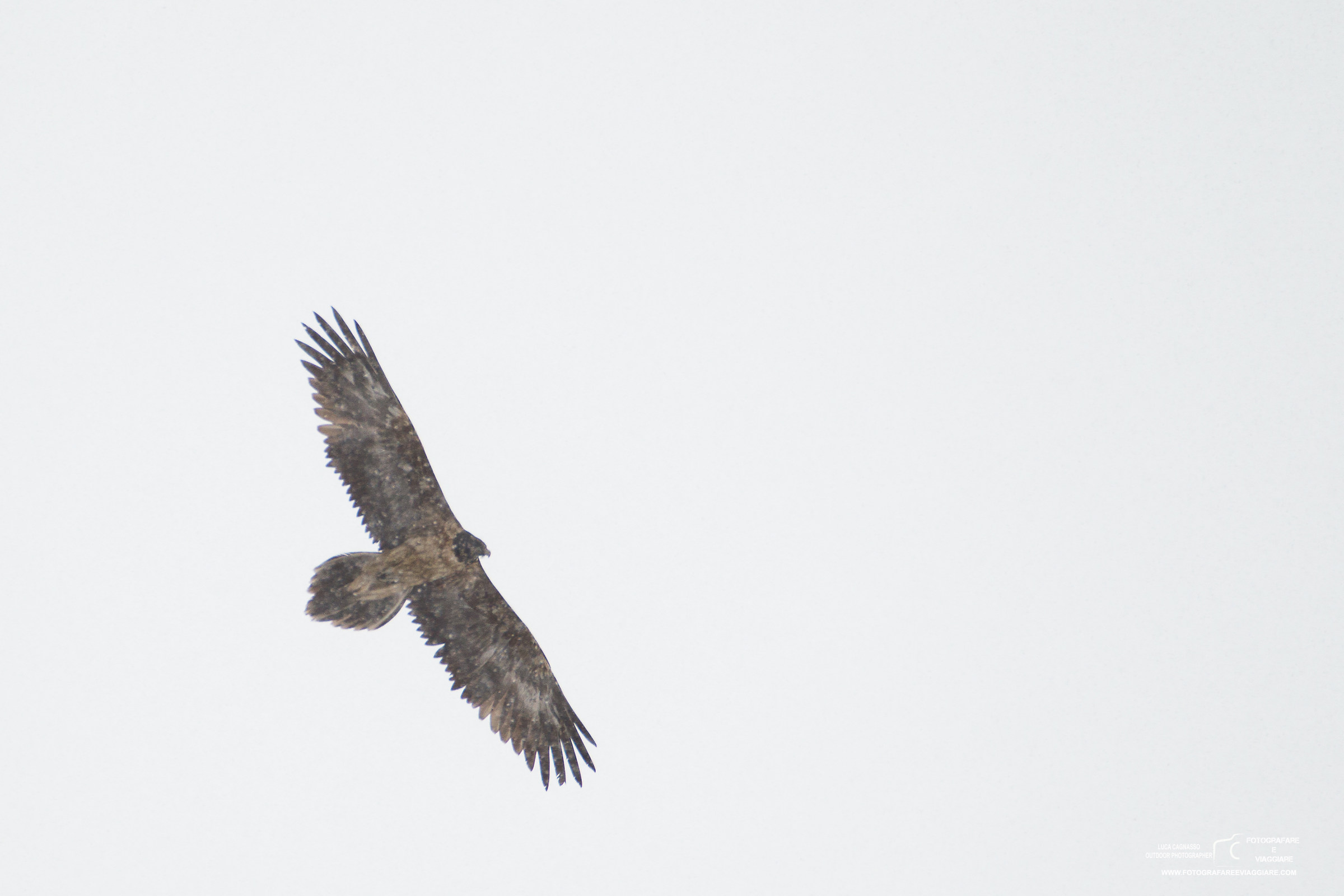 Bearded Vulture in the snow 1