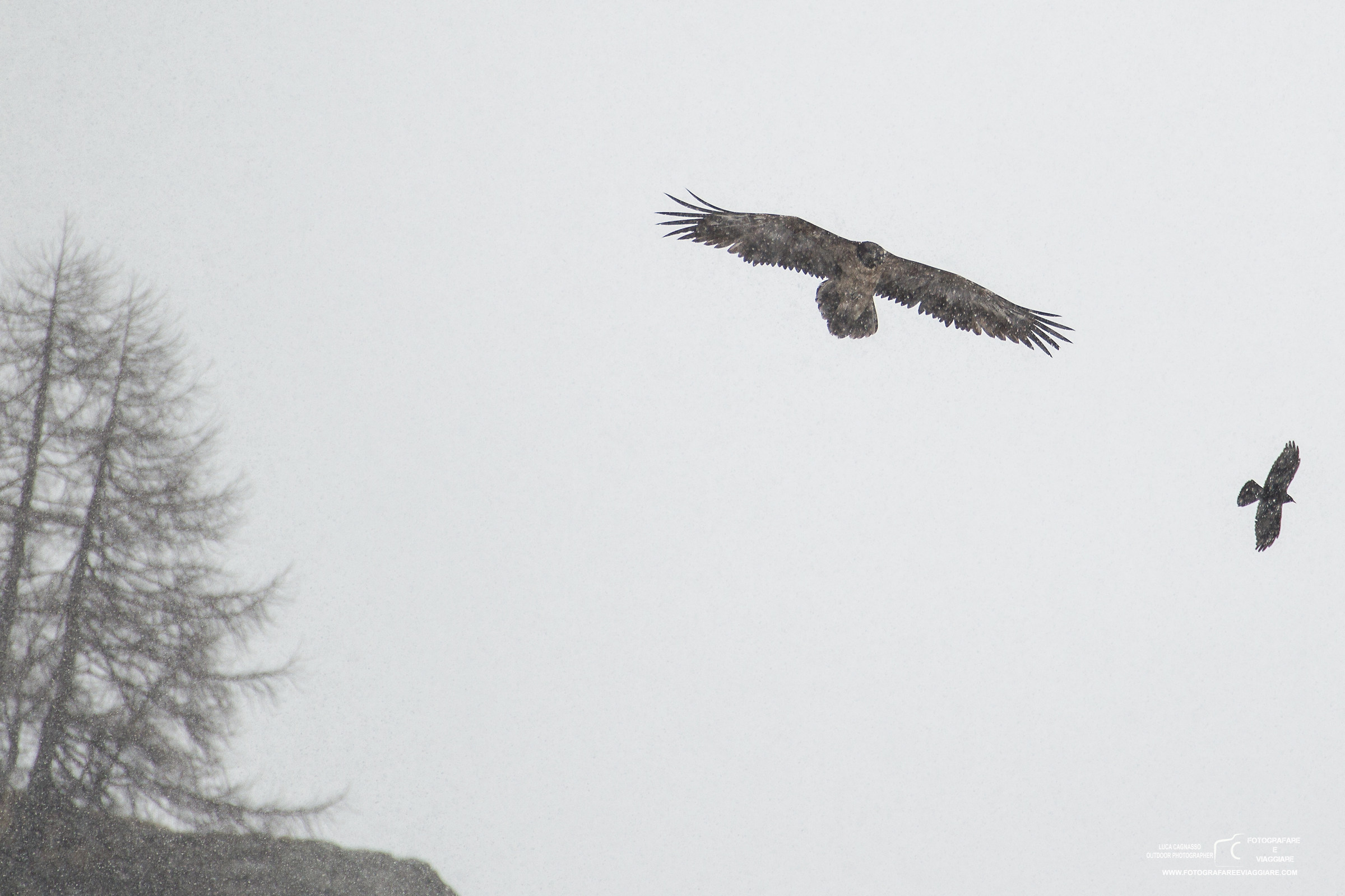 Bearded Vulture in the snow 2