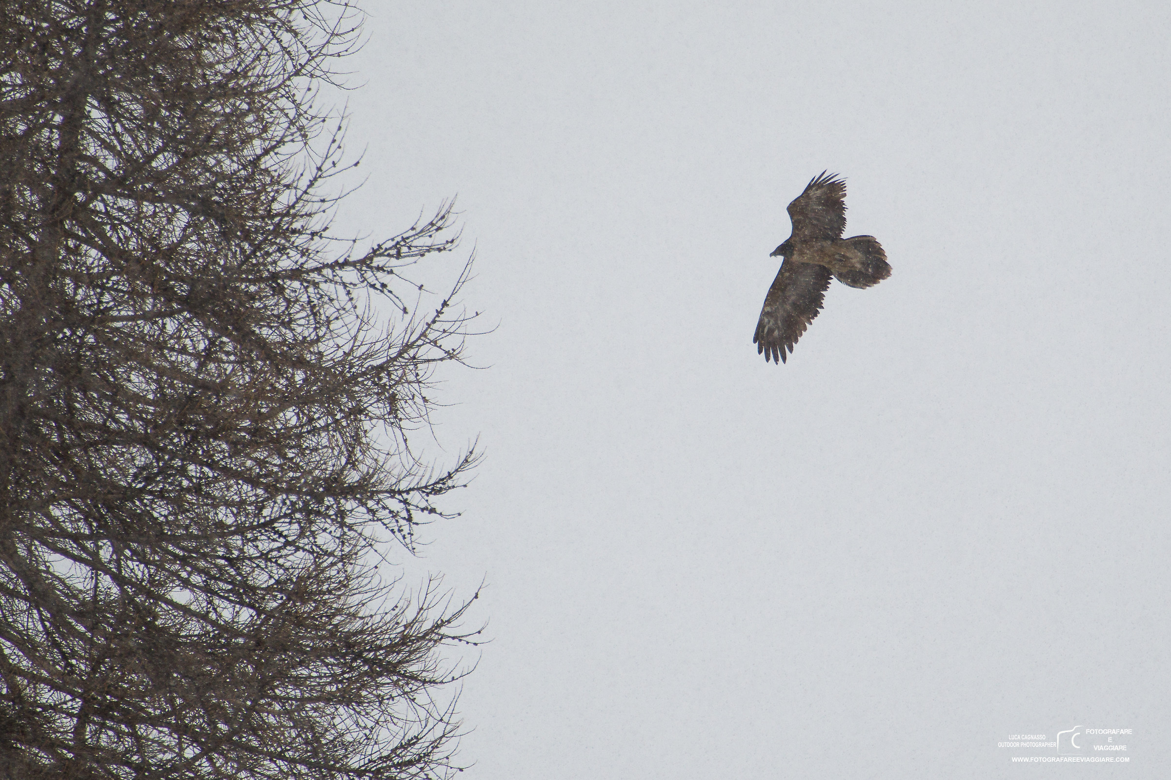 Bearded Vulture in the snow 3
