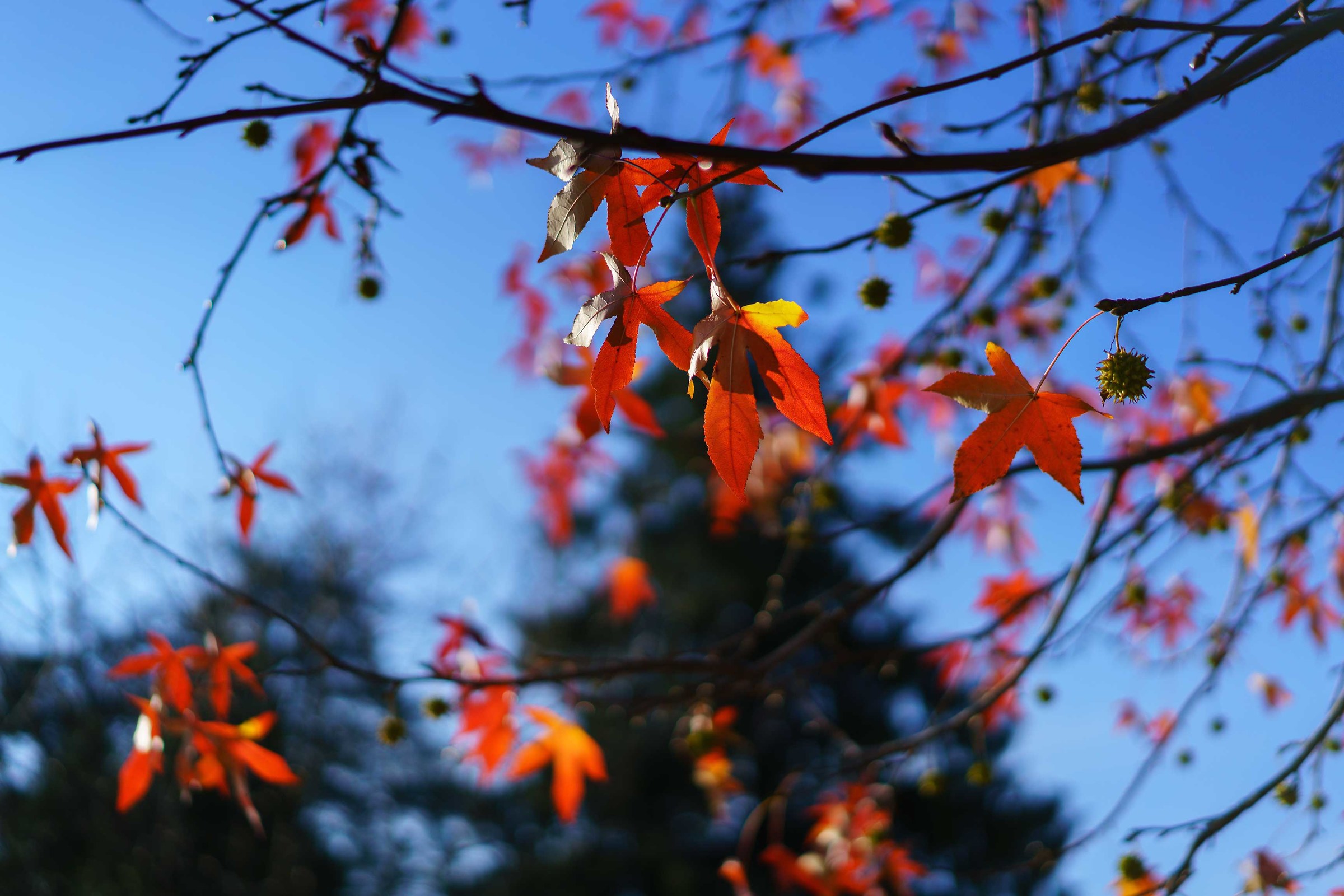 Last leaves of Autumn