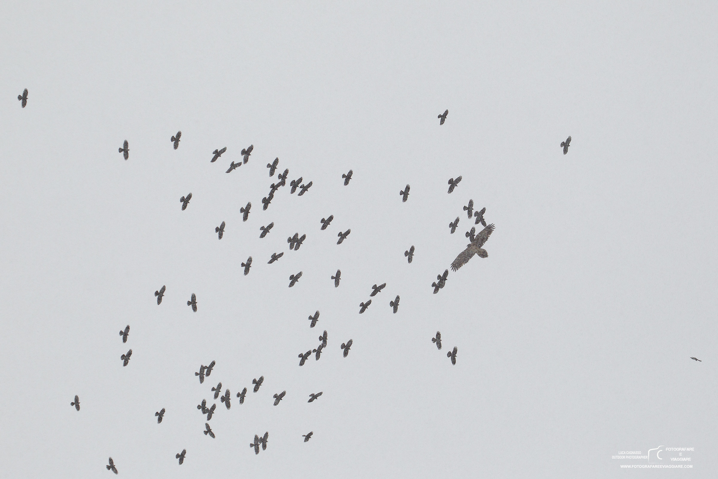 Bearded Vulture mobbato from flock of Gracchi