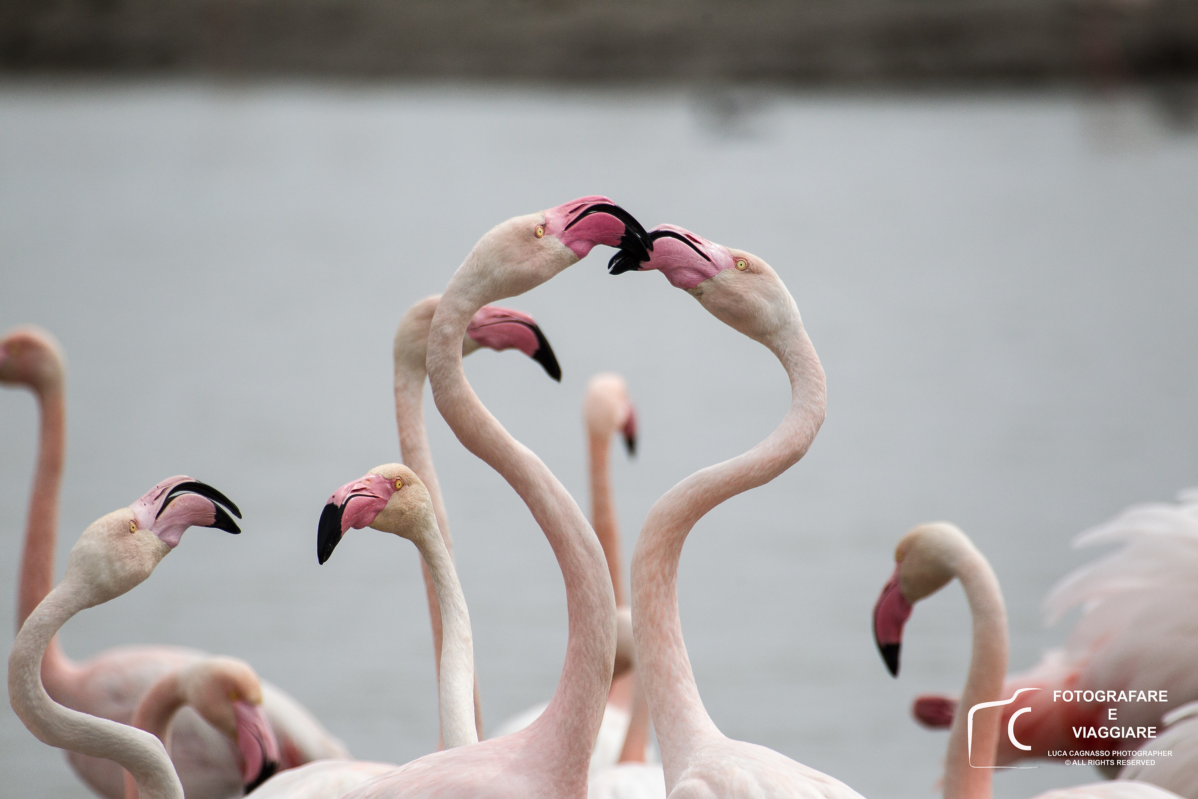 Flamingos Camargue 1