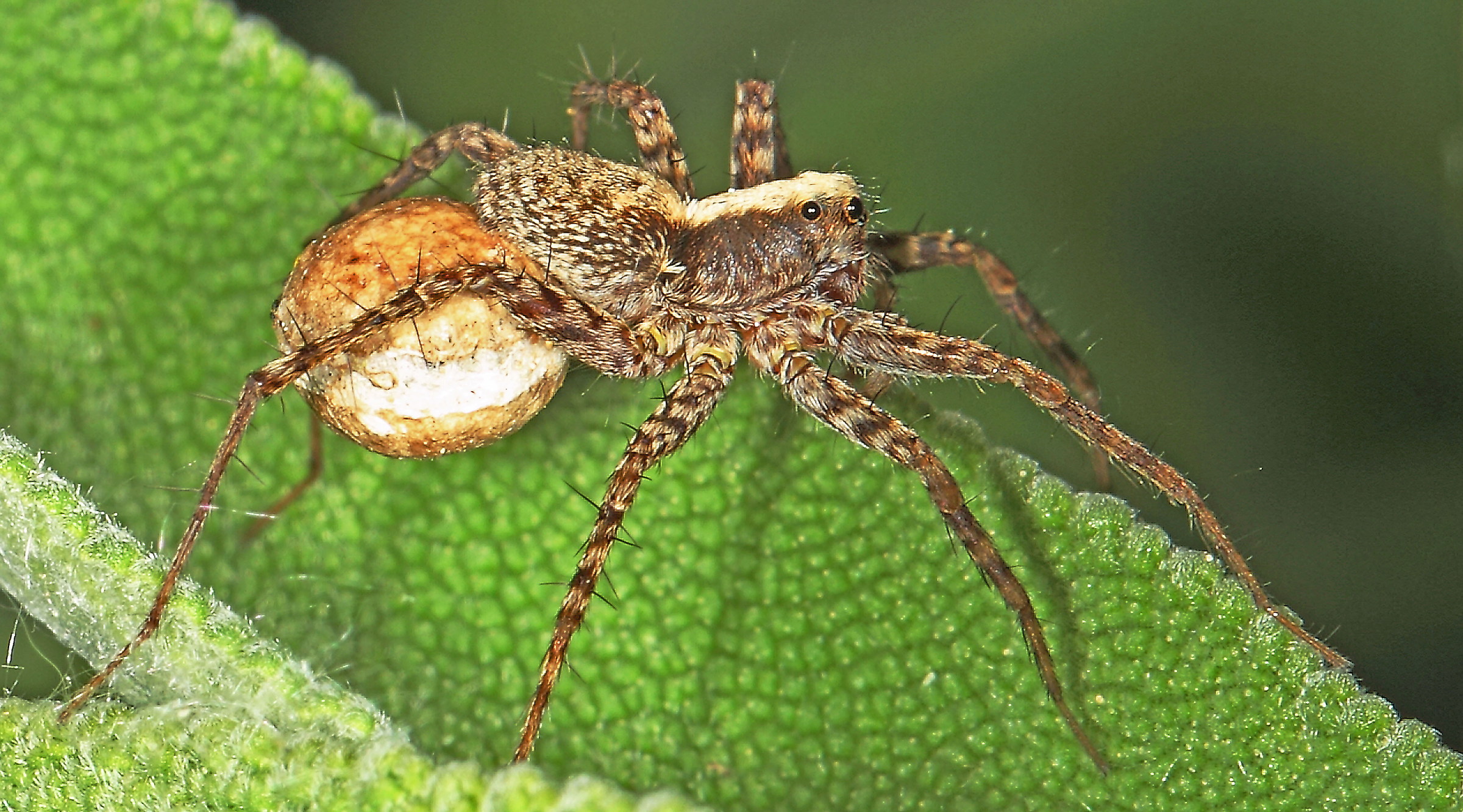 salticide spider with egg sac