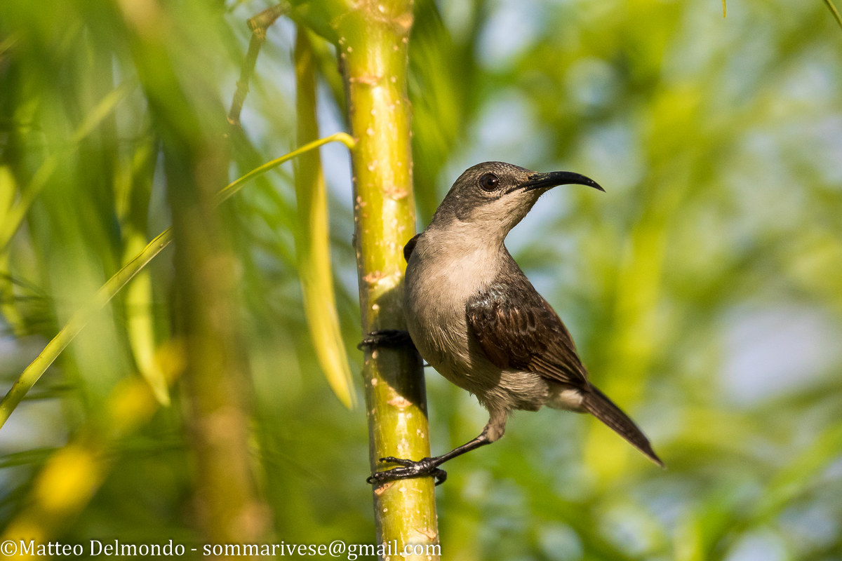 Sunbird pettoscarlatto young