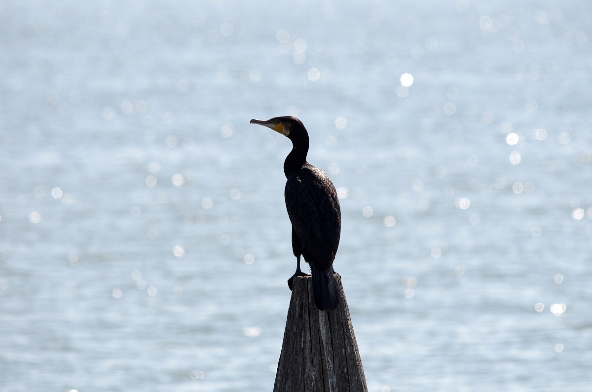 Cormorano