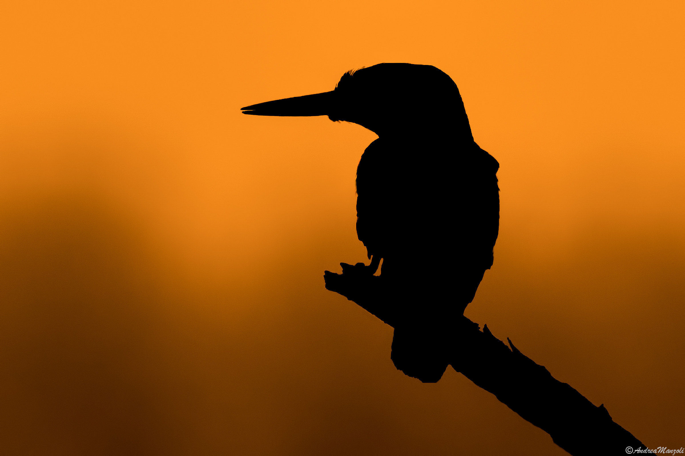 Sunset with Kingfisher