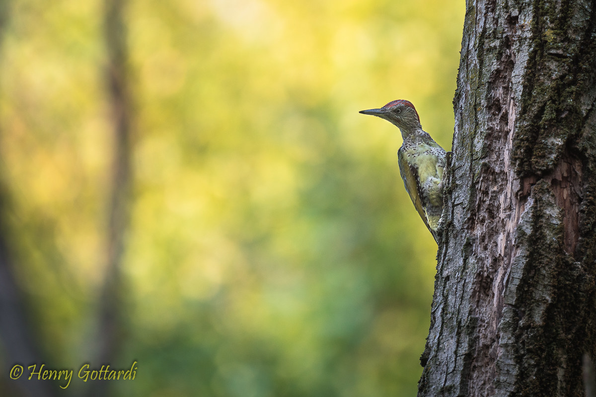 Green woodpecker