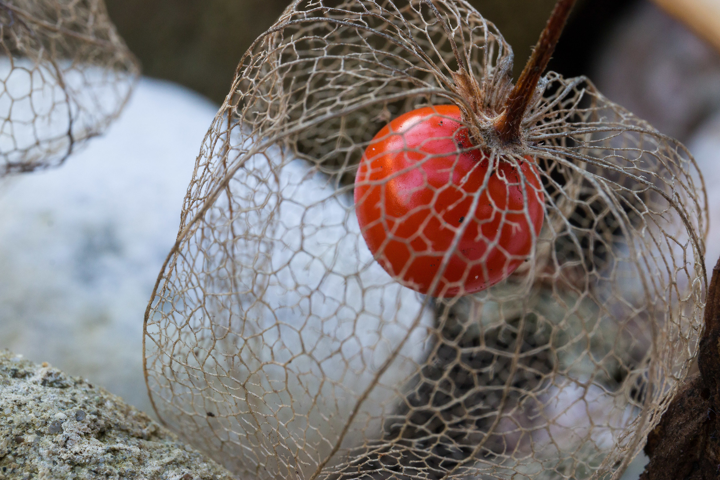 Result of Alkekengi (Physalis alkekengi)