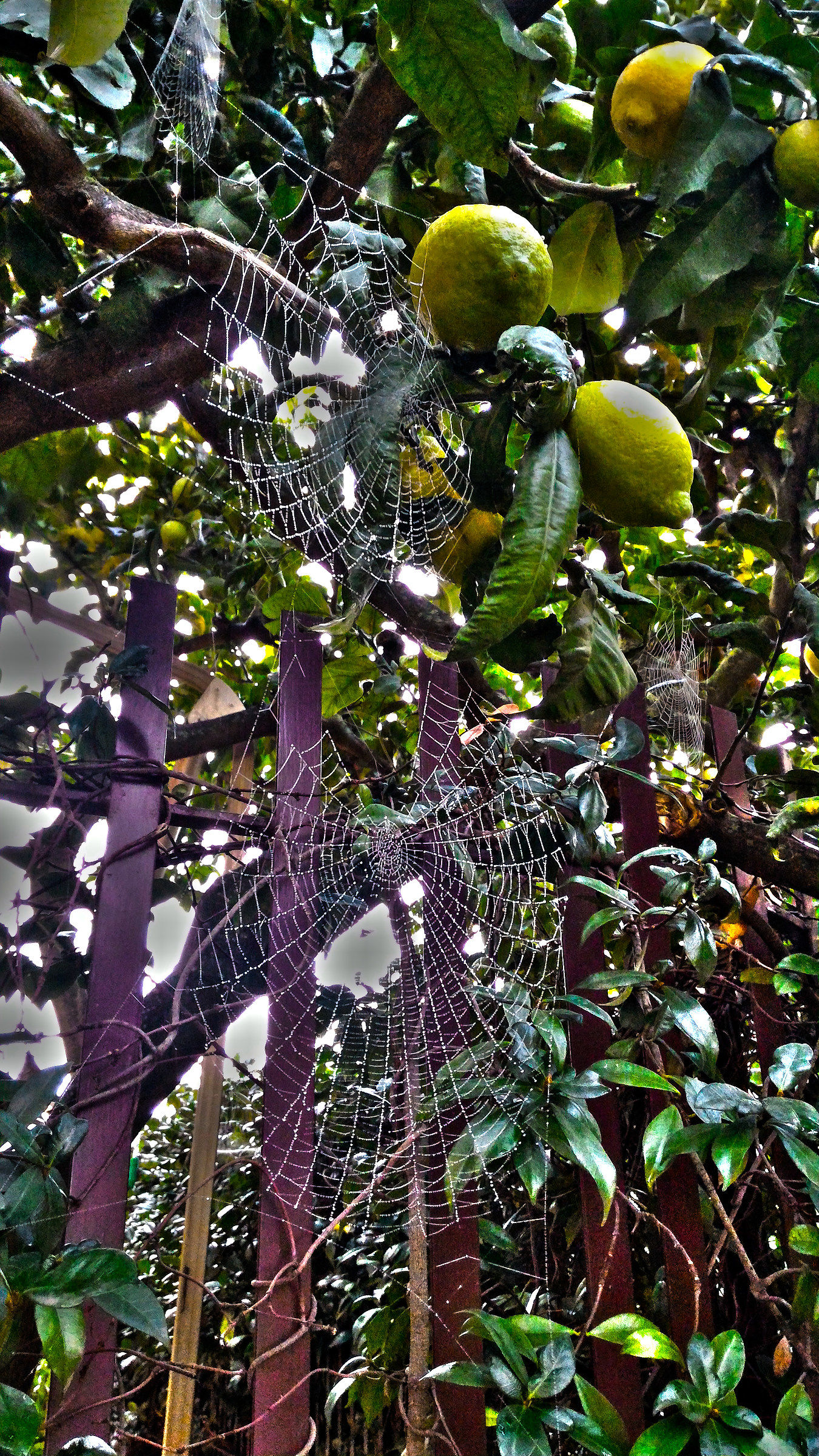Cobwebs and lemons