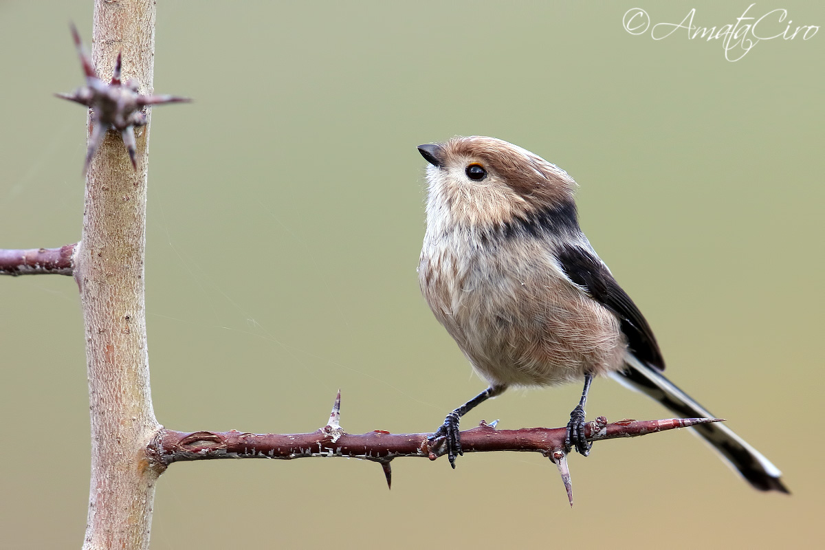 Codibugnolo di Sicilia