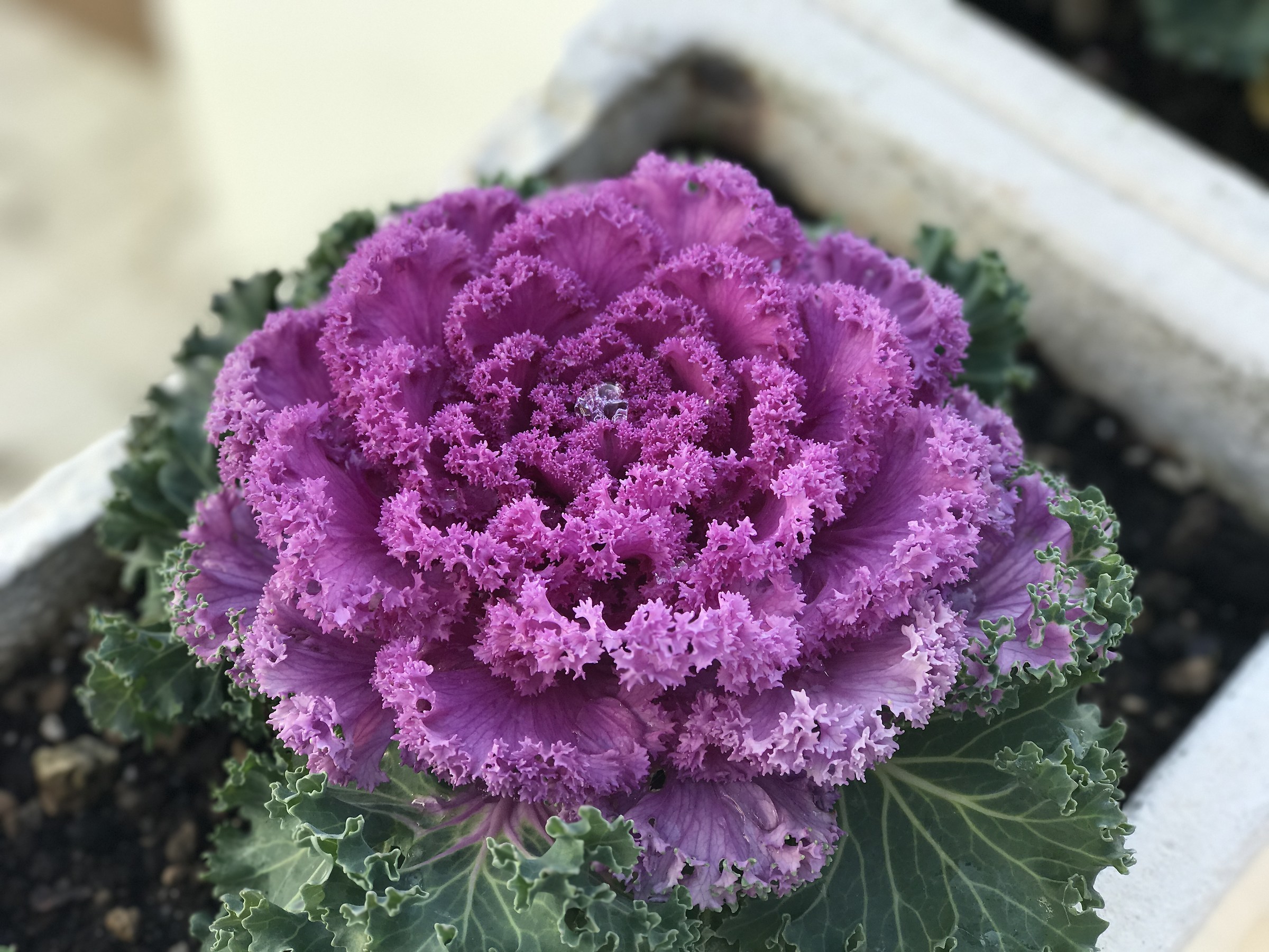 Cavolo ornamentale - foto effetto profondità