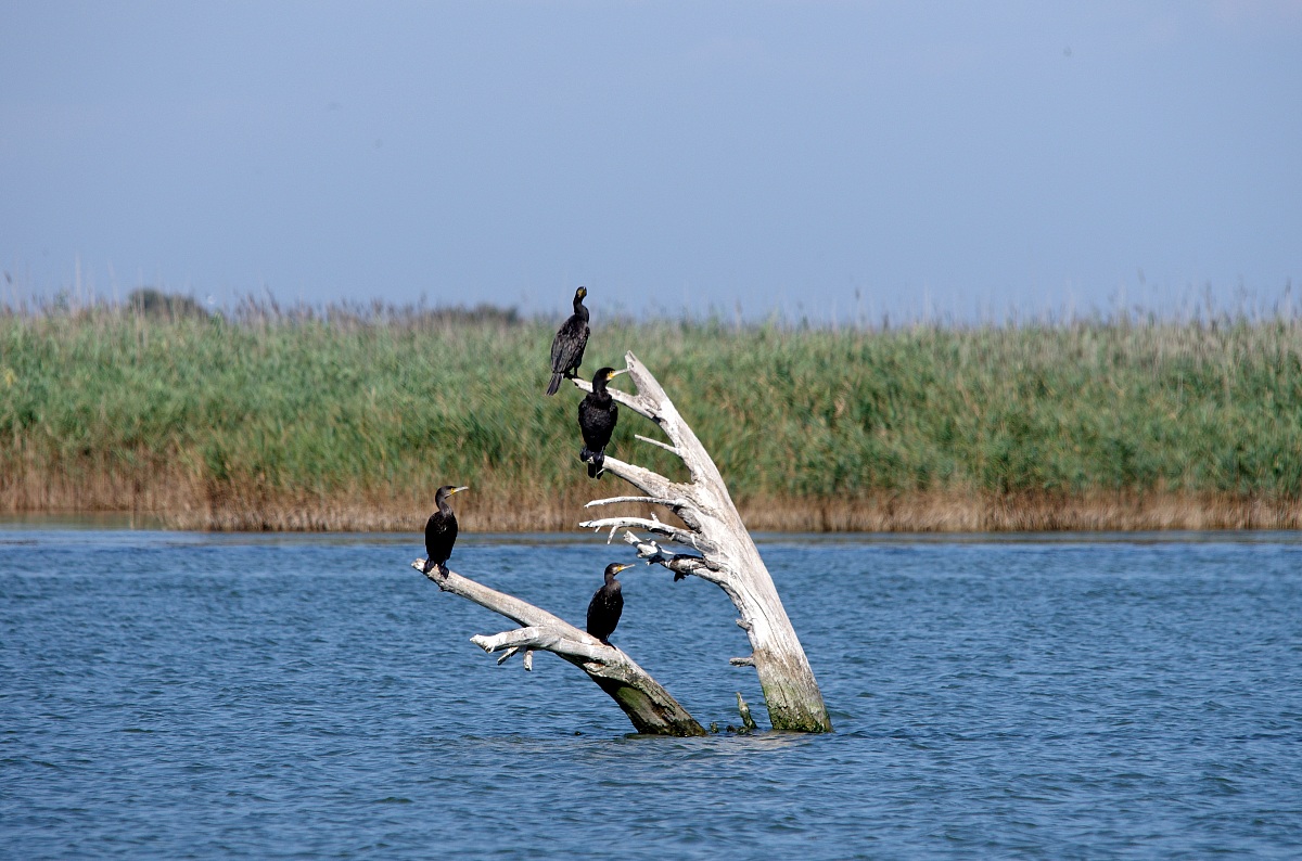 Che si fa......... si va a pesca ???