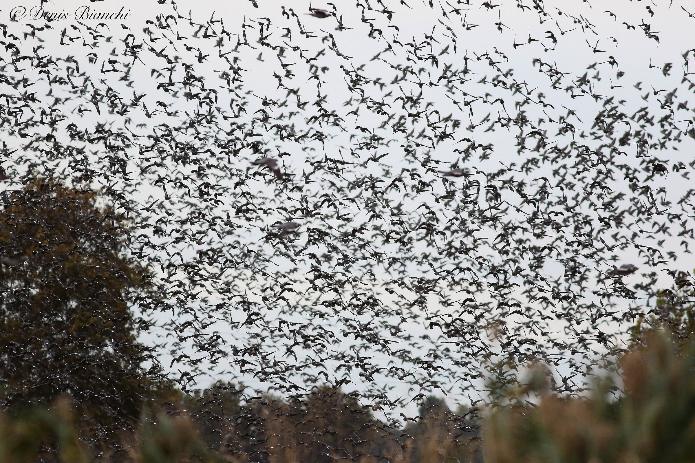 Gathering of pigeons in stop.over in Mesola.