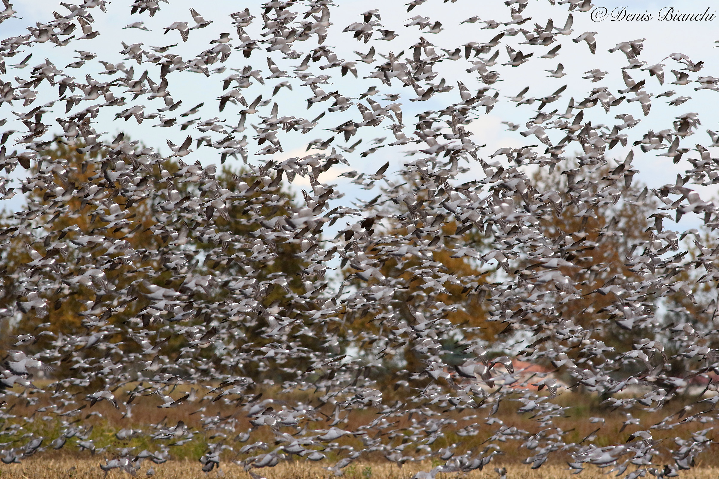 Gathering of pigeons in stop.over in Mesola.