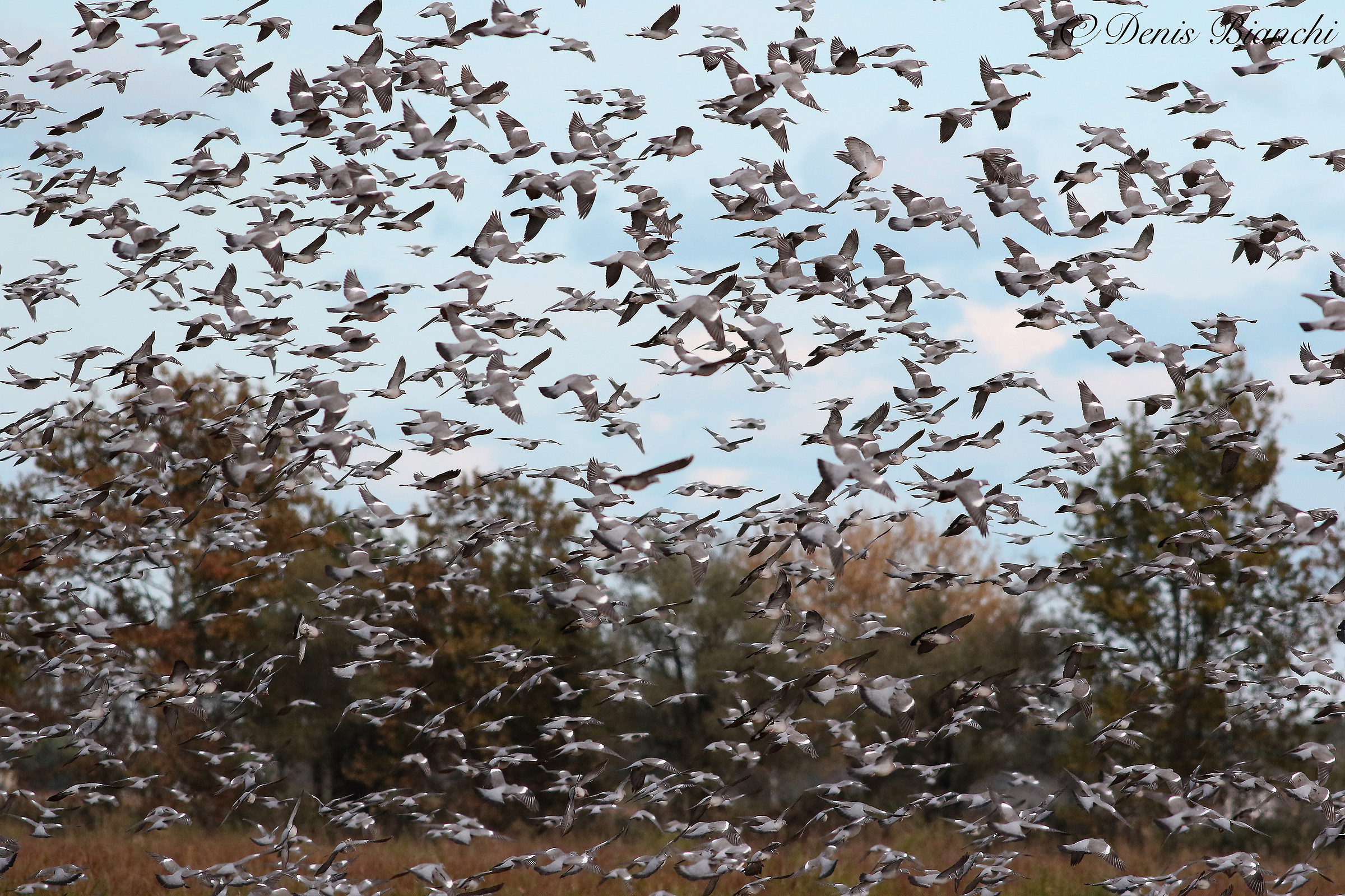 Assembramento di colombacci in stop.over a Mesola.