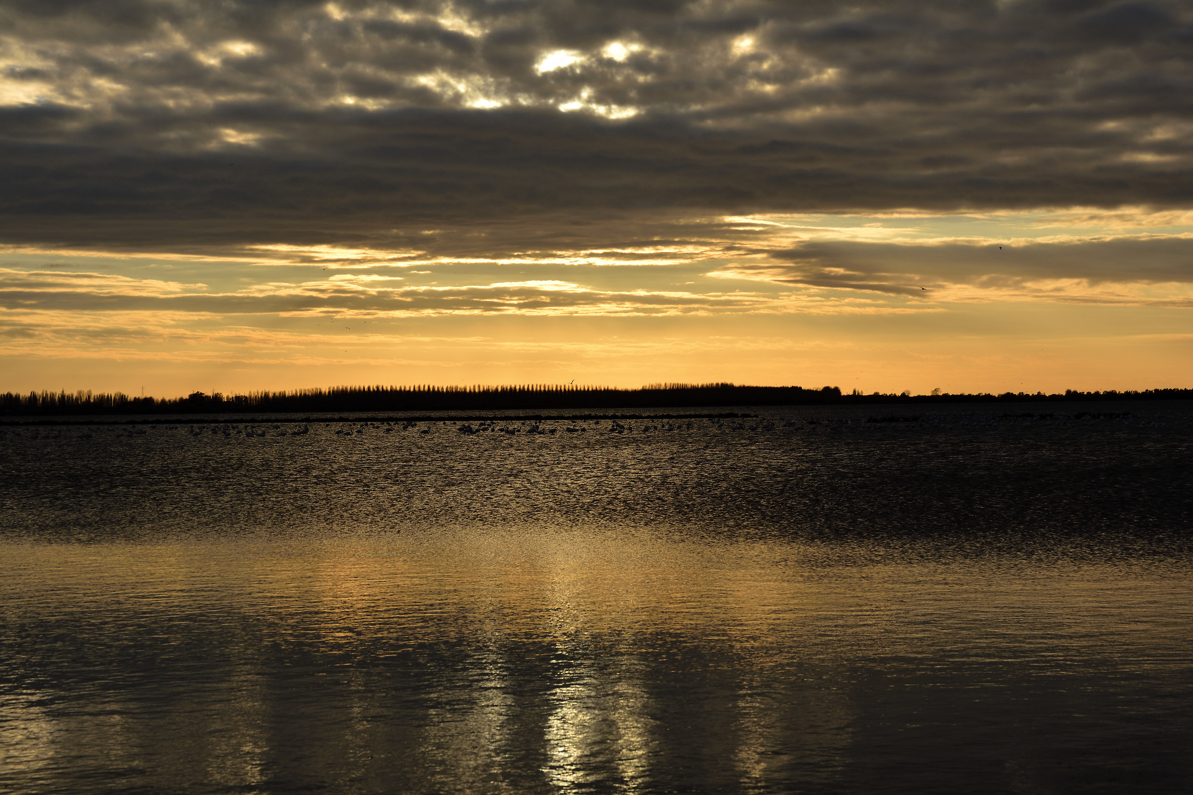 Flamingos in the lagoon