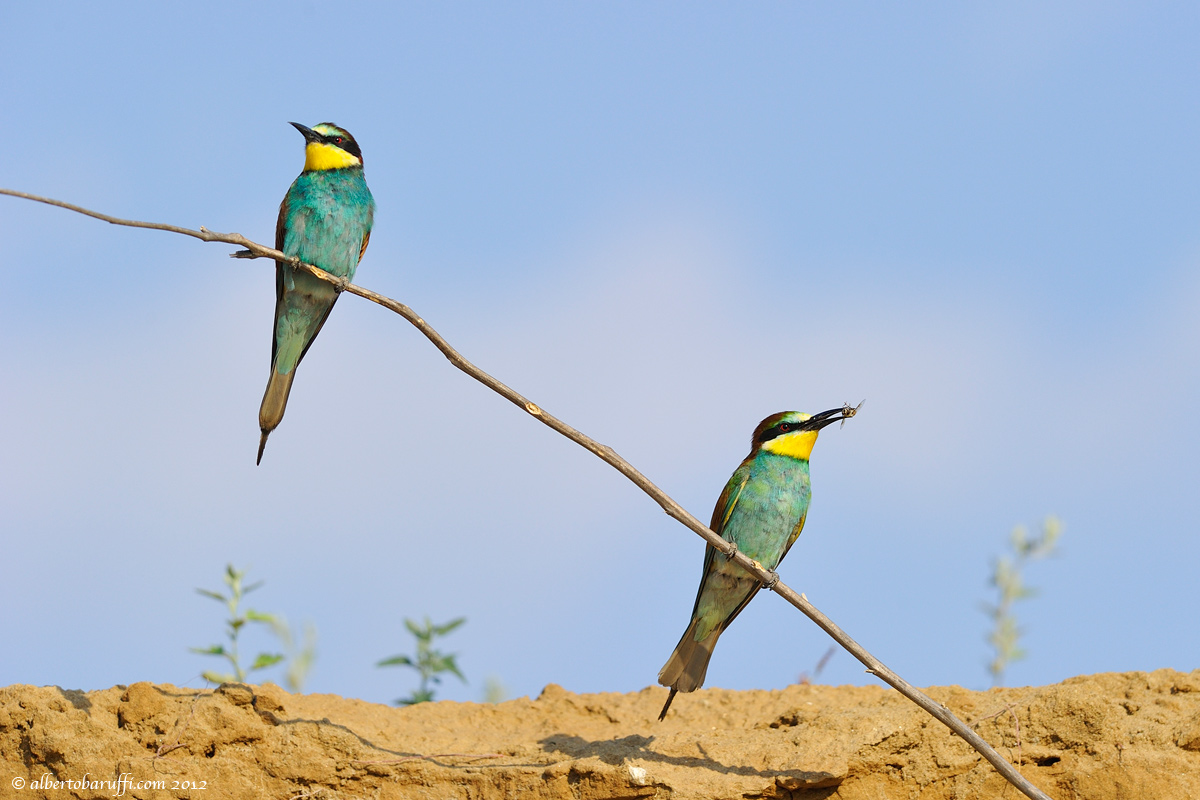 The indifferent and proud