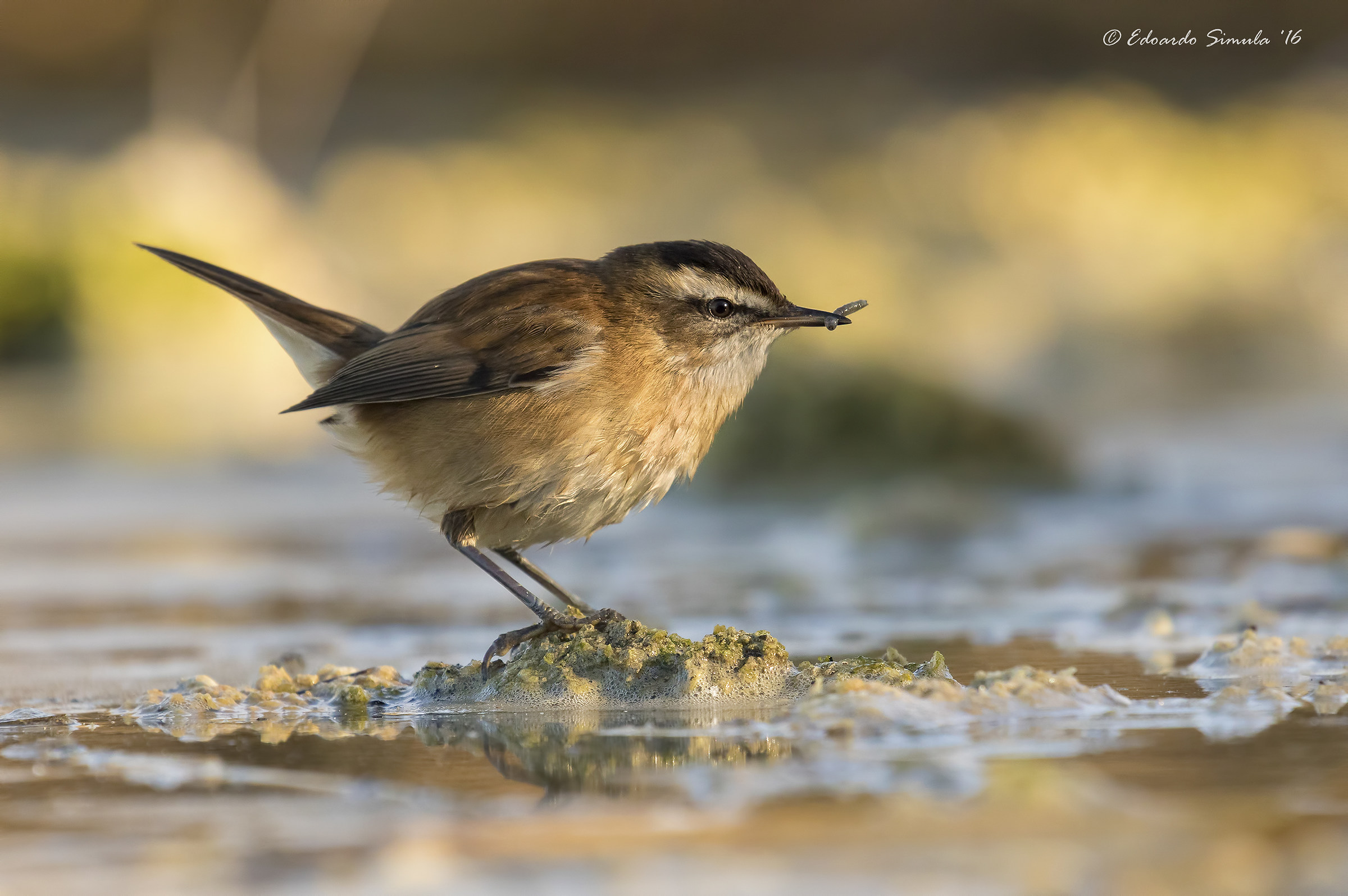 moustached warbler