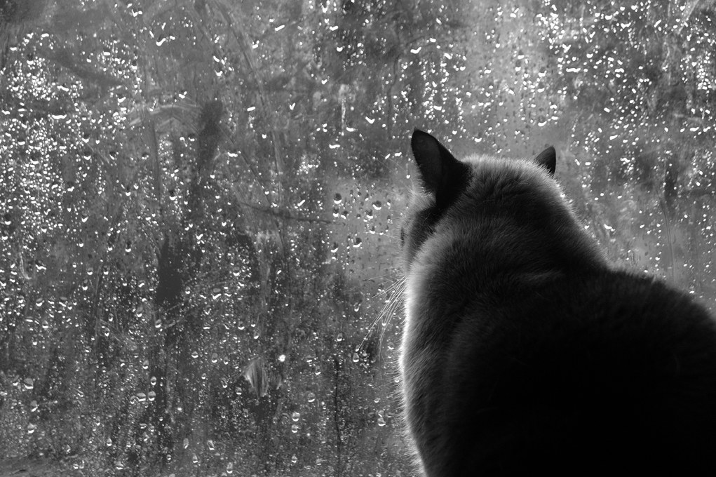 I know that the rest home