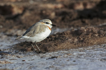 Charadrius pallidus