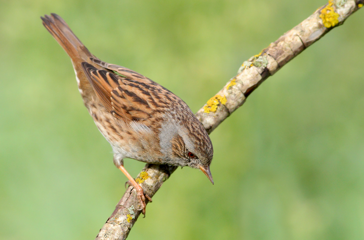 Dunnock